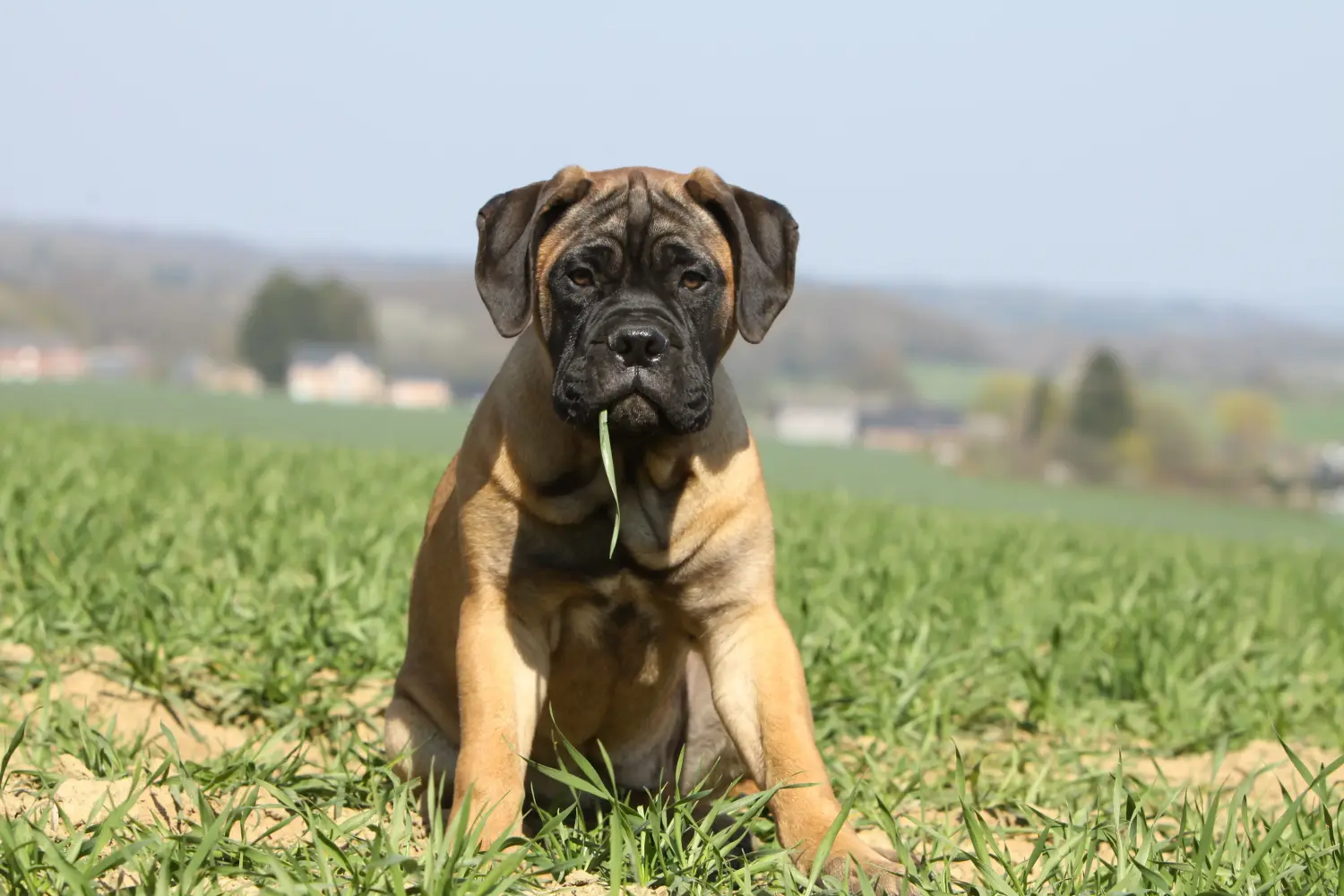 Einen Bullmastiff Welpen zu kaufen, bedeutet Verantwortung zu übernehmen! Bullmastiff Welpen kaufen.