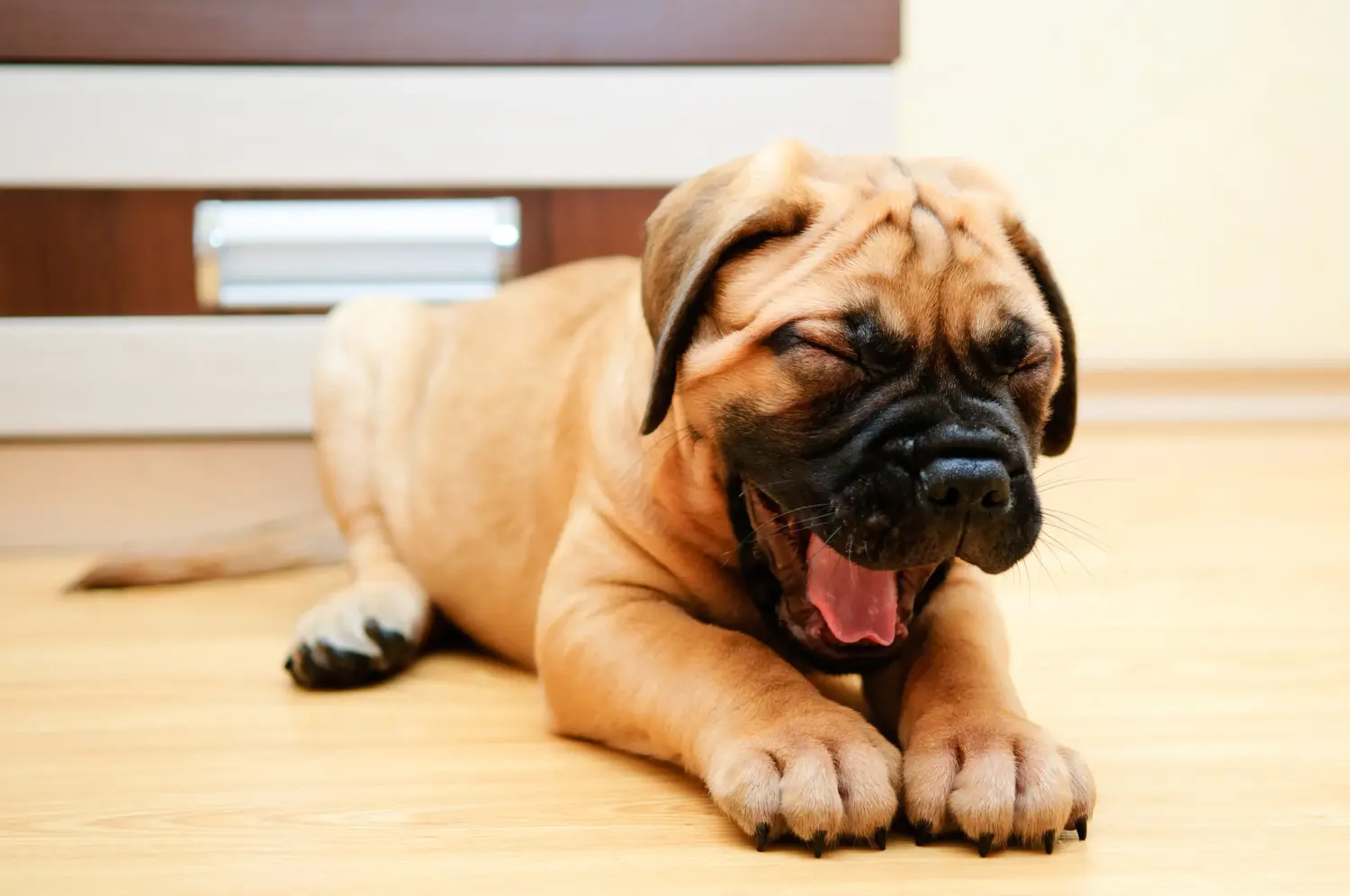 Einen Bullmastiff Welpen zu kaufen, bedeutet Verantwortung zu übernehmen! Bullmastiff Welpen kaufen.