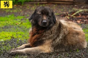 Mehr über den Artikel erfahren Cão Da Serra Da Estrela Züchter und Welpen in Flandern