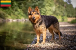 Mehr über den Artikel erfahren Chodský pes Züchter und Welpen in Litauen