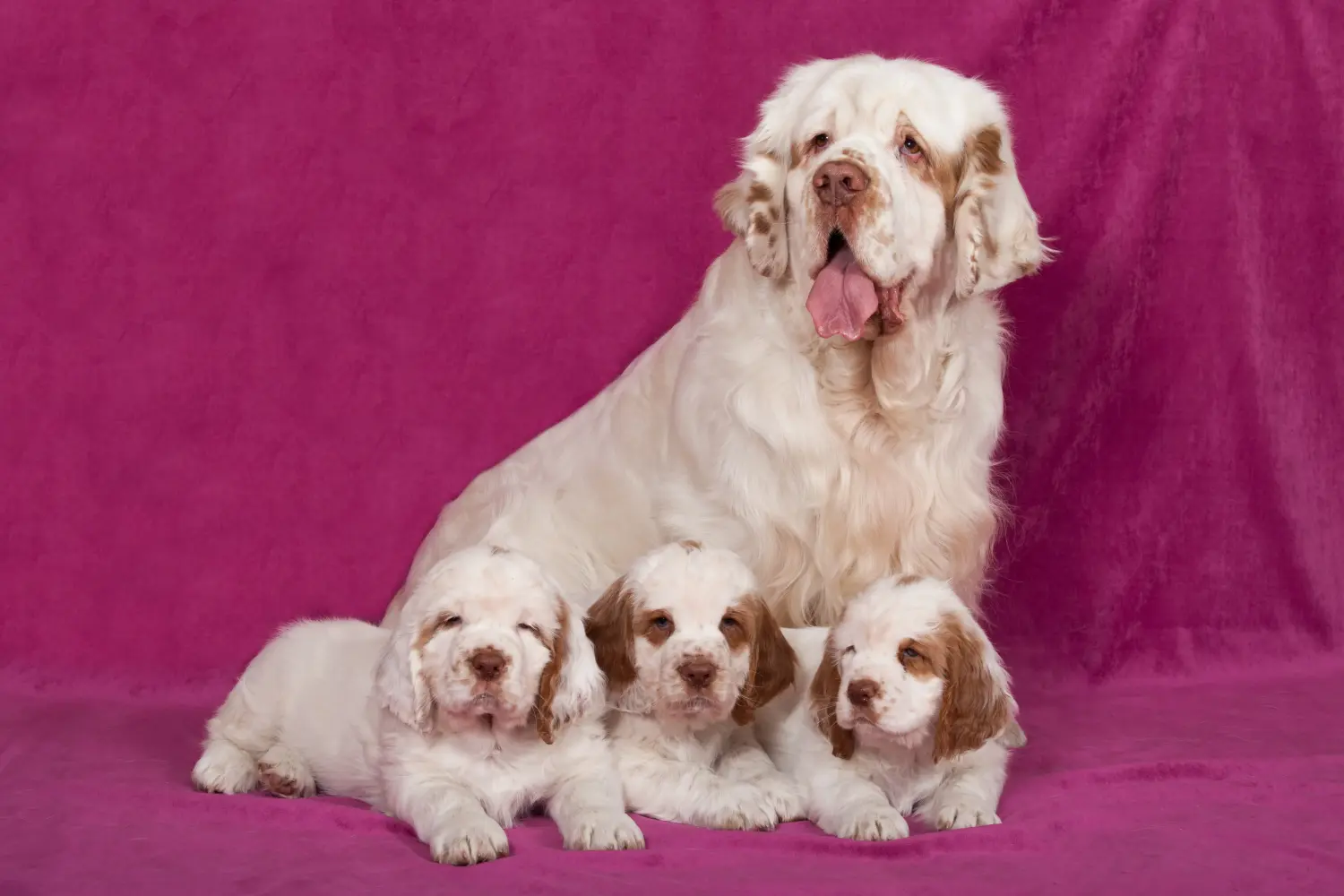 Einen Clumber Spaniel Welpen zu kaufen, bedeutet Verantwortung zu übernehmen! Clumber Spaniel Welpen kaufen.