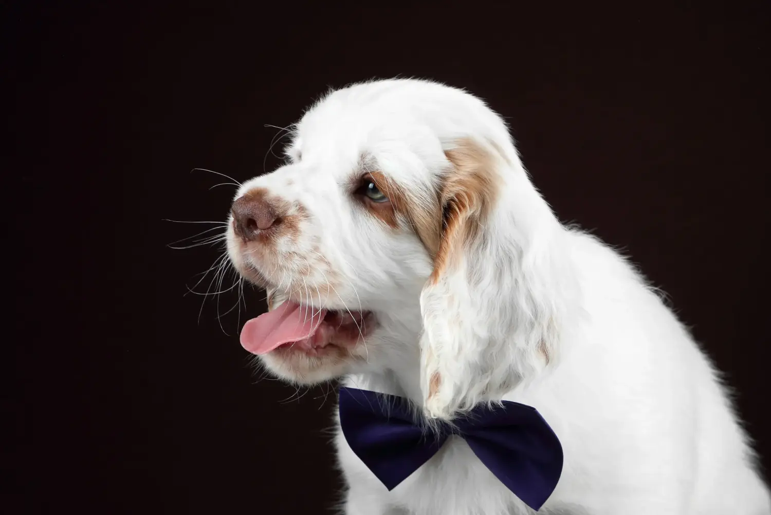 Einen Clumber Spaniel Welpen zu kaufen, bedeutet Verantwortung zu übernehmen! Clumber Spaniel Welpen kaufen.