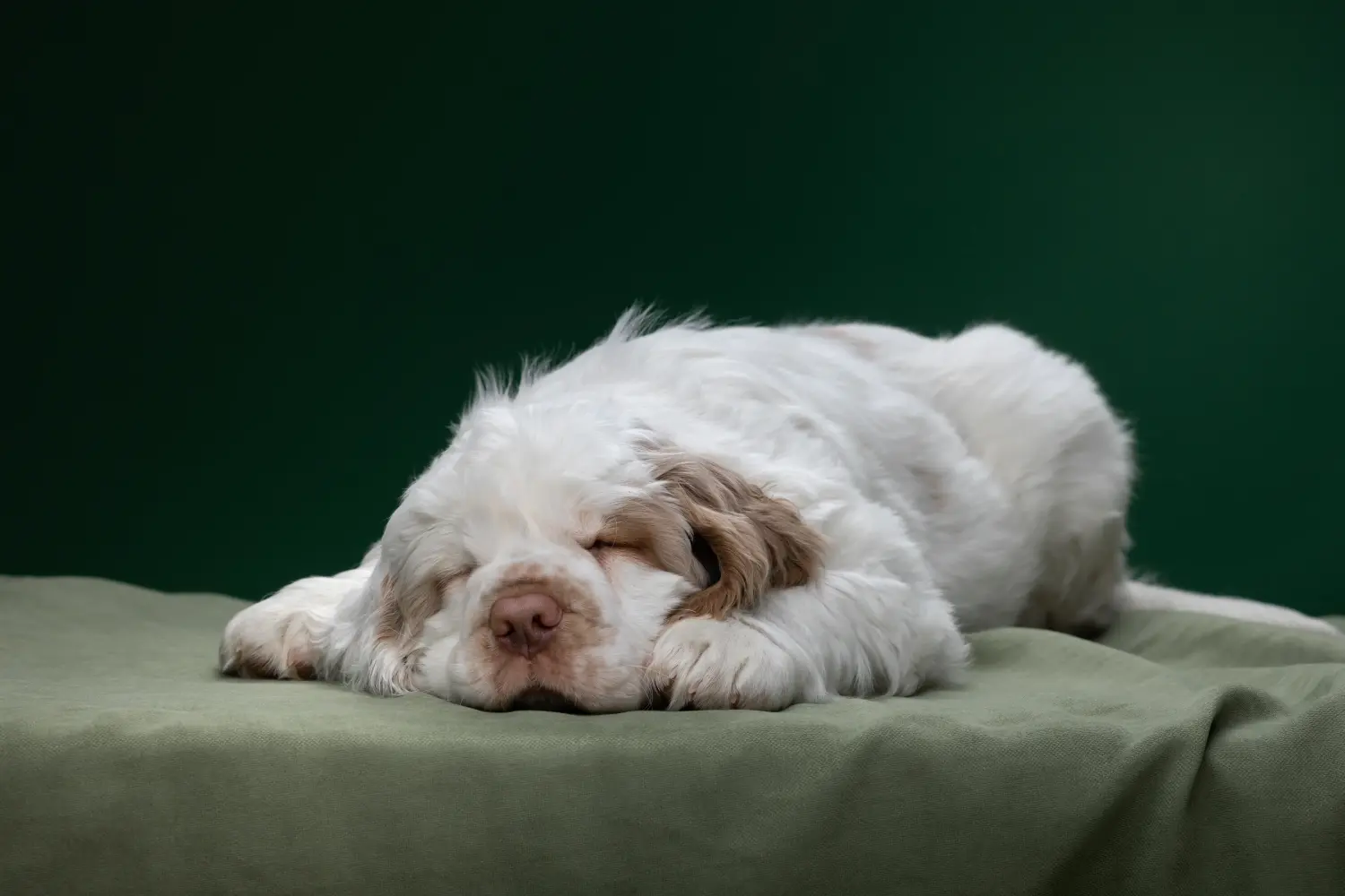 Einen Clumber Spaniel Welpen zu kaufen, bedeutet Verantwortung zu übernehmen! Clumber Spaniel Welpen kaufen.