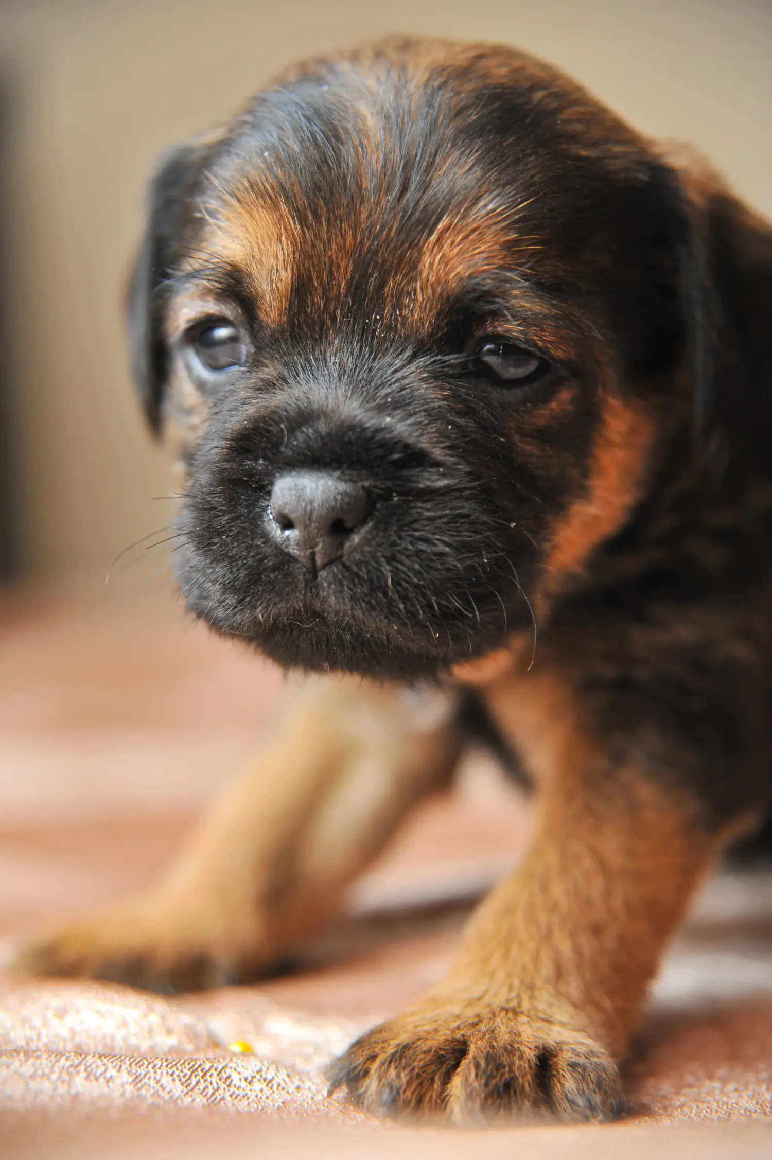 Einen Deutschen Jagdterrier Welpen zu kaufen, bedeutet Verantwortung zu übernehmen! Deutscher Jagdterrier Welpen kaufen.