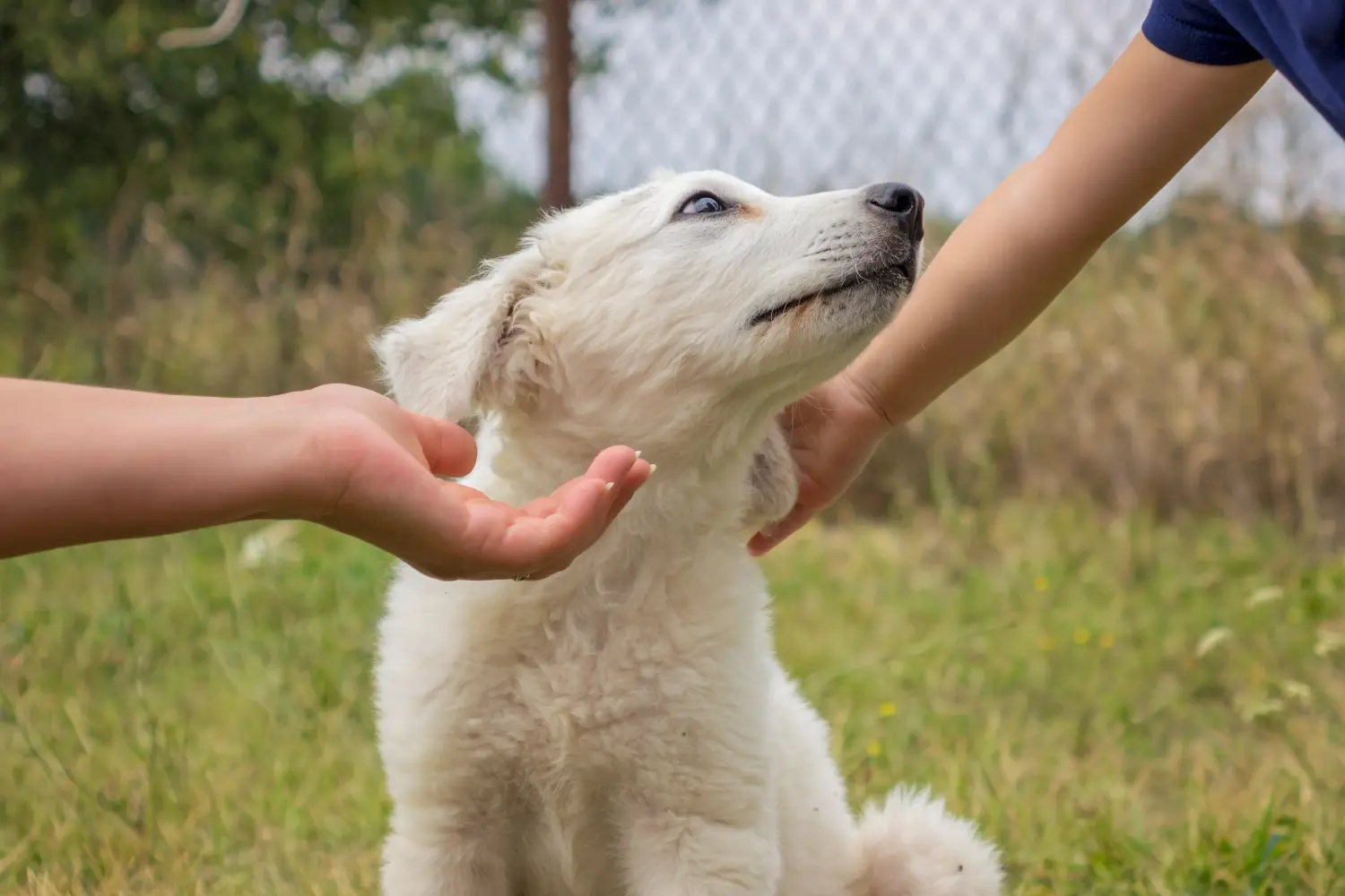 Einen Kuvasz Welpen zu kaufen, bedeutet Verantwortung zu übernehmen! Kuvasz Welpen kaufen.