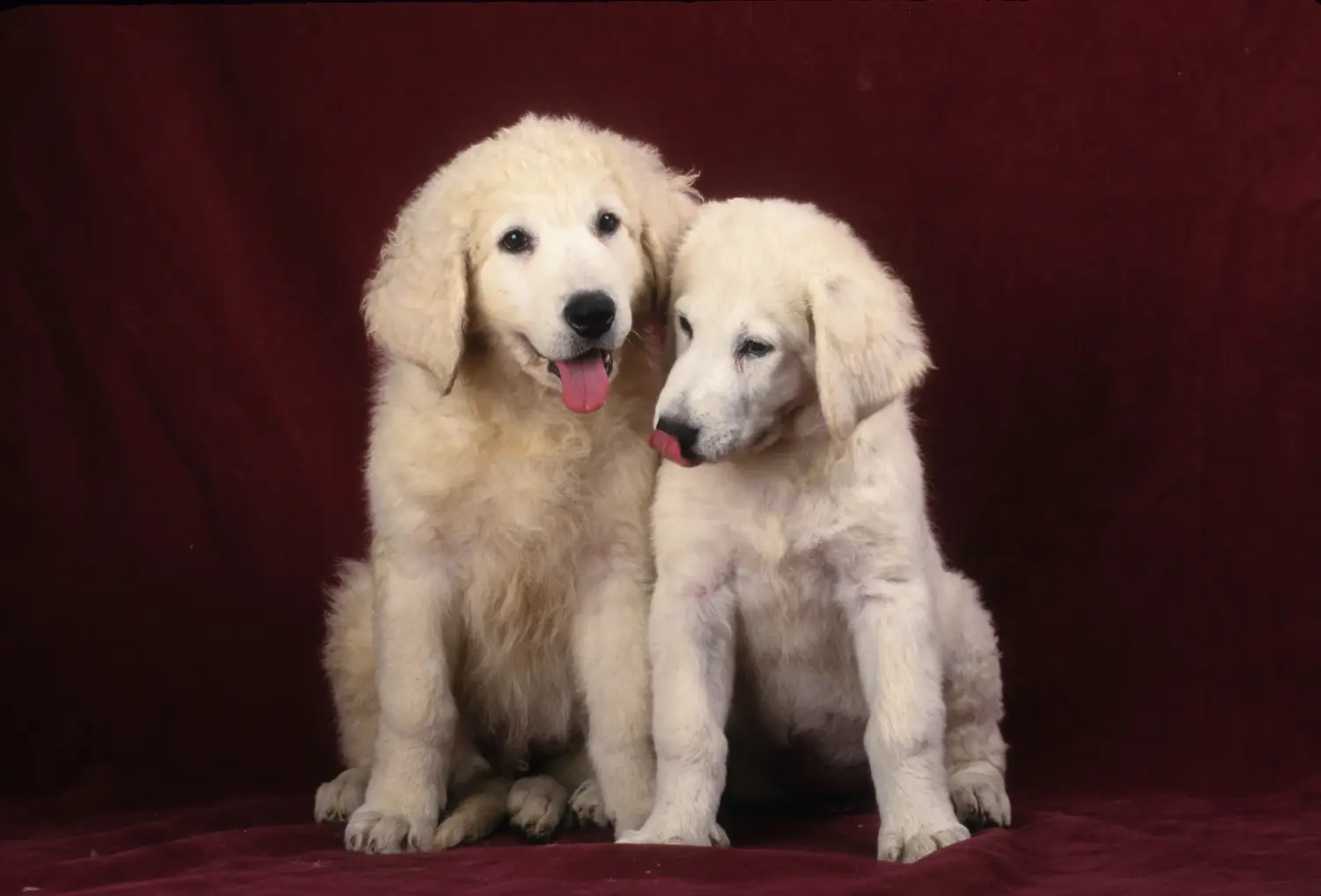 Einen Kuvasz Welpen zu kaufen, bedeutet Verantwortung zu übernehmen! Kuvasz Welpen kaufen.