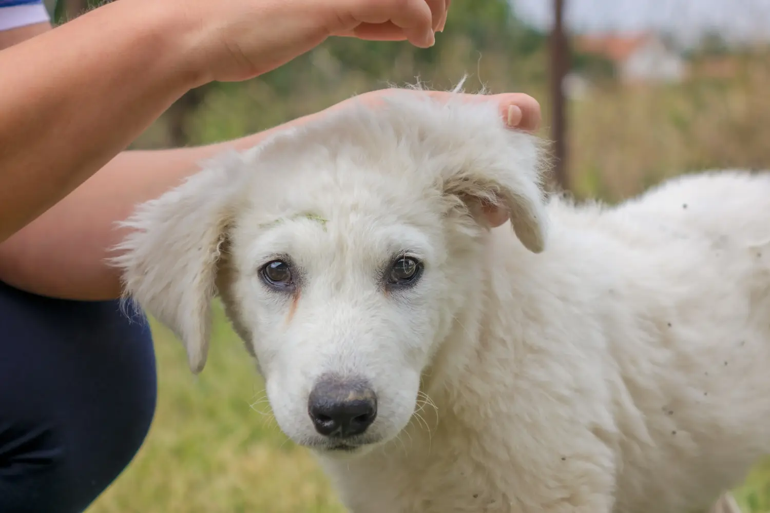 Einen Kuvasz Welpen zu kaufen, bedeutet Verantwortung zu übernehmen! Kuvasz Welpen kaufen.