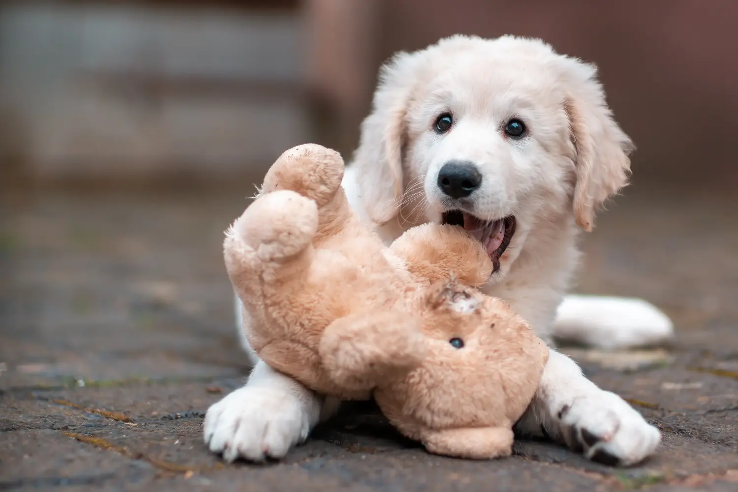 Einen Kuvasz Welpen zu kaufen, bedeutet Verantwortung zu übernehmen! Kuvasz Welpen kaufen.