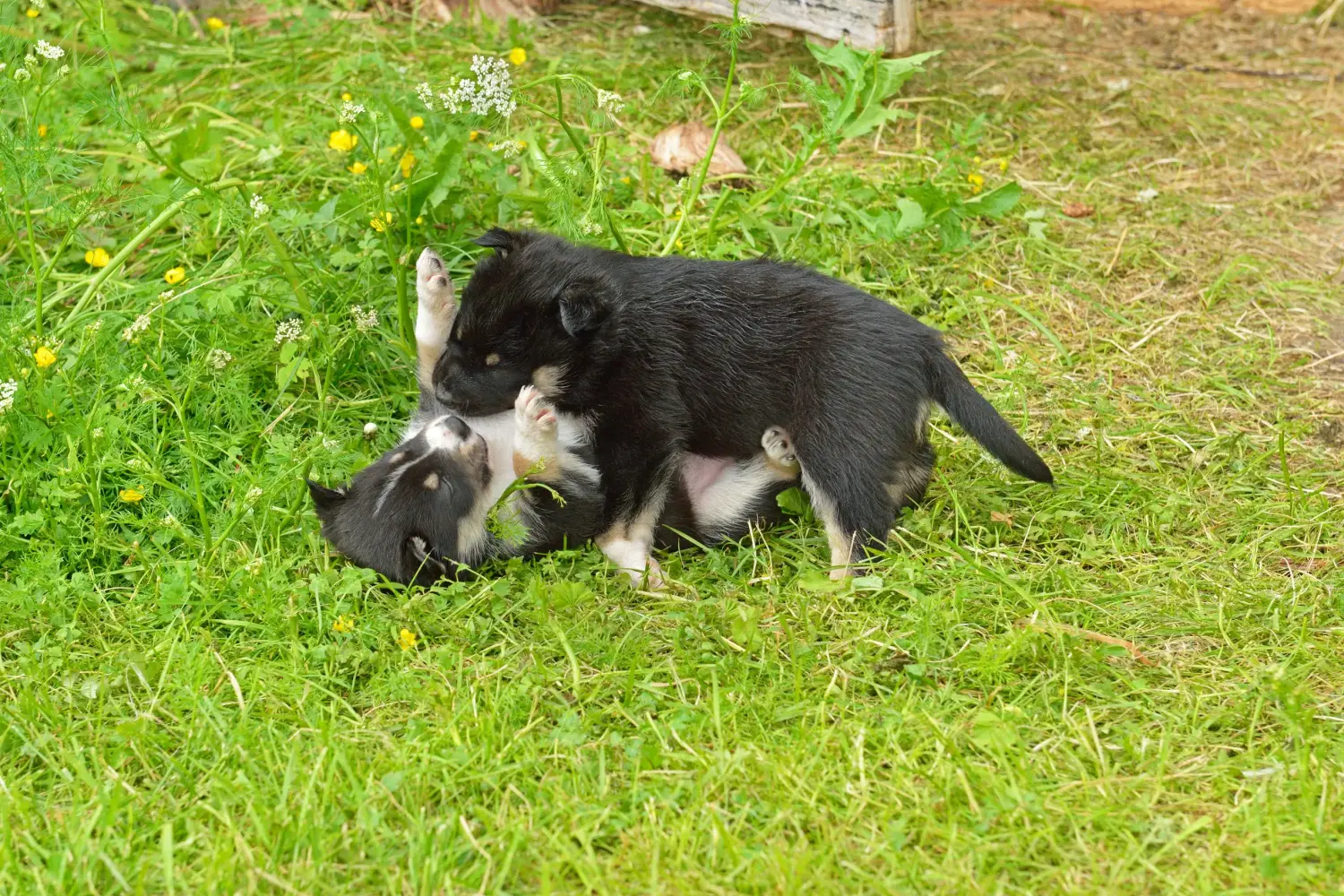 Einen Lappländischen Rentierhund Welpen zu kaufen, bedeutet Verantwortung zu übernehmen! Lappländischer Rentierhund Welpen kaufen.