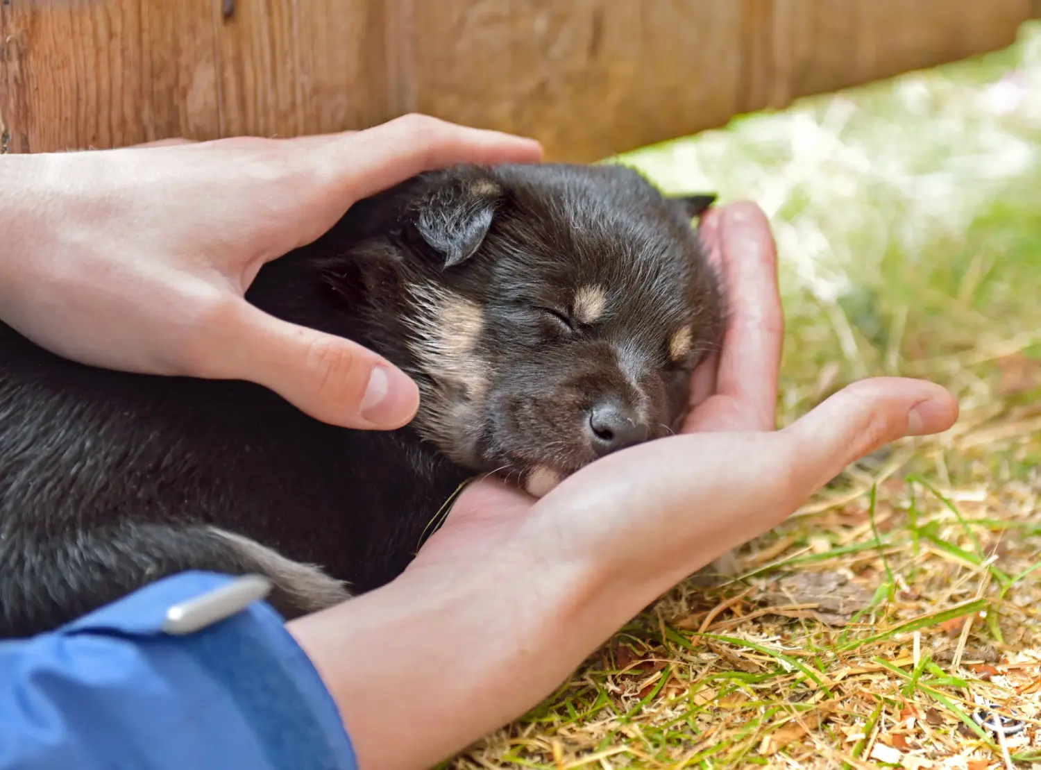 Einen Lappländischen Rentierhund Welpen zu kaufen, bedeutet Verantwortung zu übernehmen! Lappländischer Rentierhund Welpen kaufen.