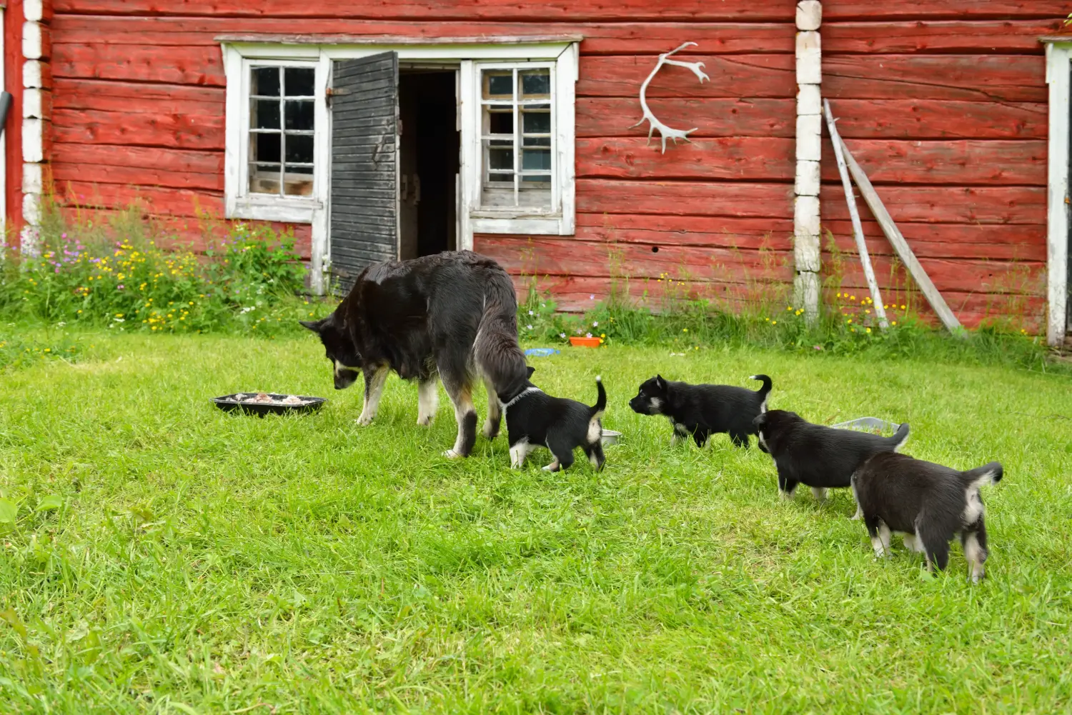 Einen Lappländischen Rentierhund Welpen zu kaufen, bedeutet Verantwortung zu übernehmen! Lappländischer Rentierhund Welpen kaufen.
