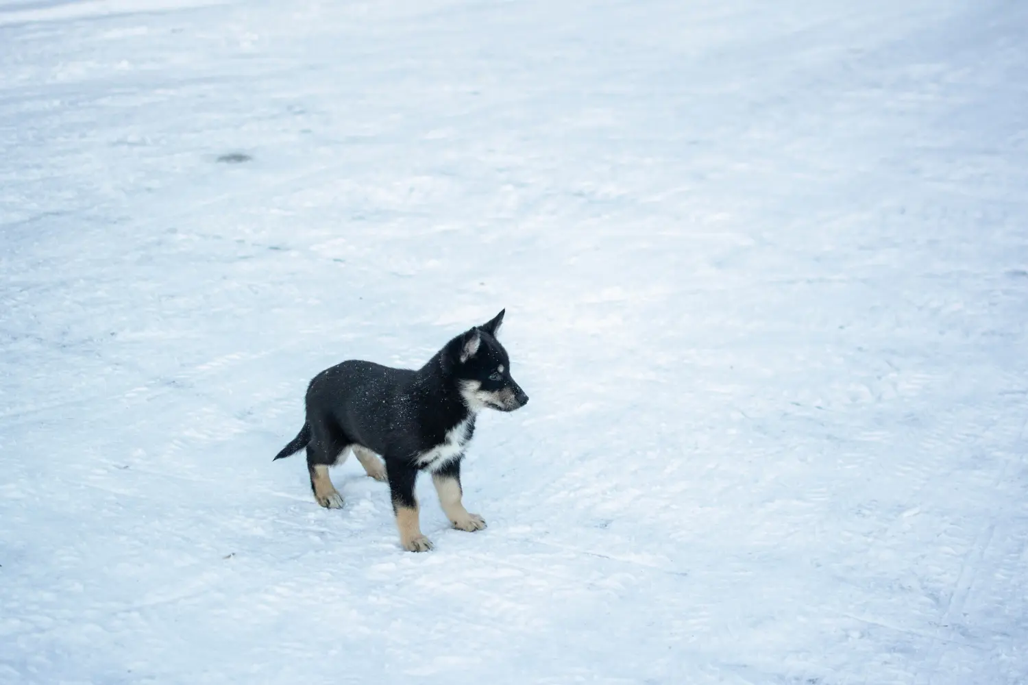 Einen Lappländischen Rentierhund Welpen zu kaufen, bedeutet Verantwortung zu übernehmen! Lappländischer Rentierhund Welpen kaufen.