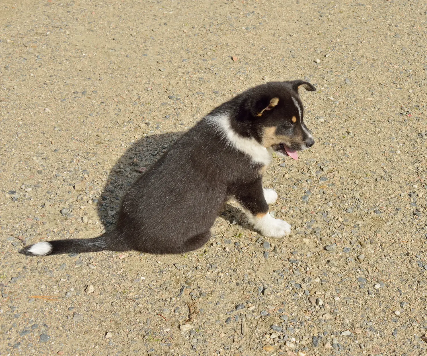 Einen Lappländischen Rentierhund Welpen zu kaufen, bedeutet Verantwortung zu übernehmen! Lappländischer Rentierhund Welpen kaufen.
