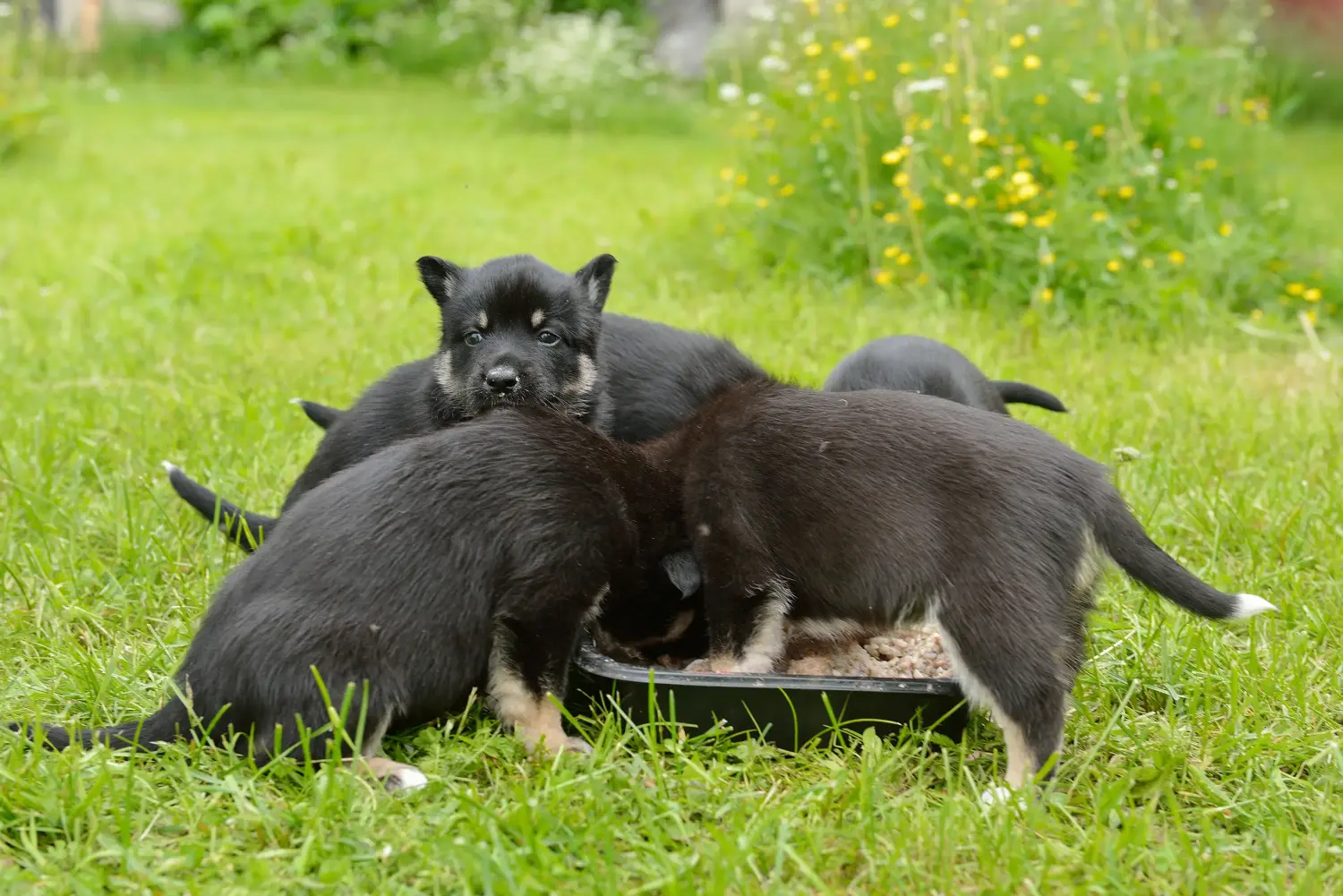Einen Lappländischen Rentierhund Welpen zu kaufen, bedeutet Verantwortung zu übernehmen! Lappländischer Rentierhund Welpen kaufen.