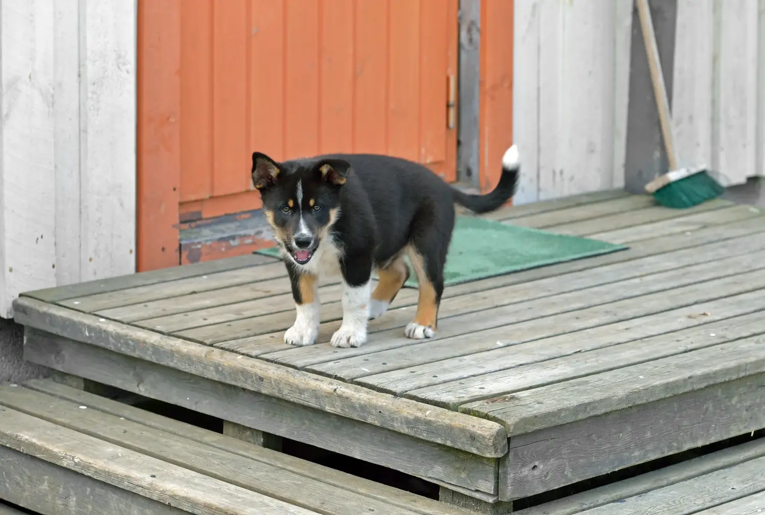 Einen Lappländischen Rentierhund Welpen zu kaufen, bedeutet Verantwortung zu übernehmen! Lappländischer Rentierhund Welpen kaufen.