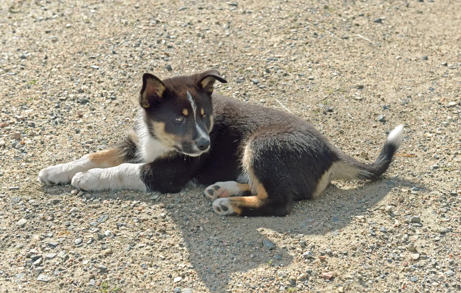 Einen Lappländischen Rentierhund Welpen zu kaufen, bedeutet Verantwortung zu übernehmen! Lappländischer Rentierhund Welpen kaufen.