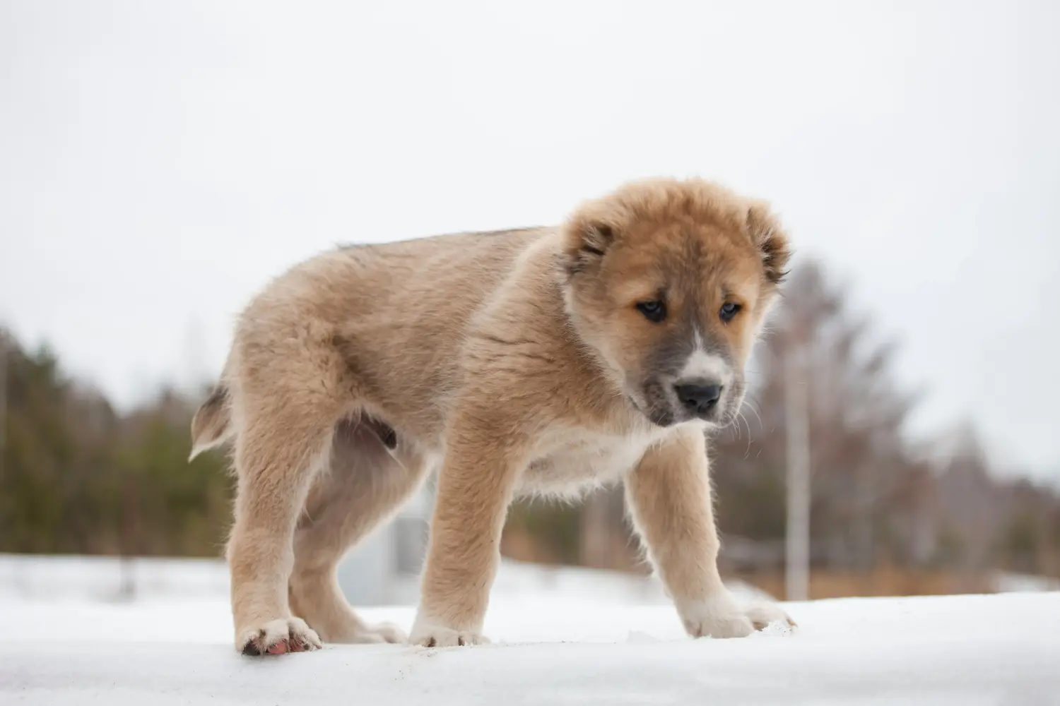 Einen Mittelasiatischen Schäferhund Welpen zu kaufen, bedeutet Verantwortung zu übernehmen! Mittelasiatischer Schäferhund Welpen kaufen.