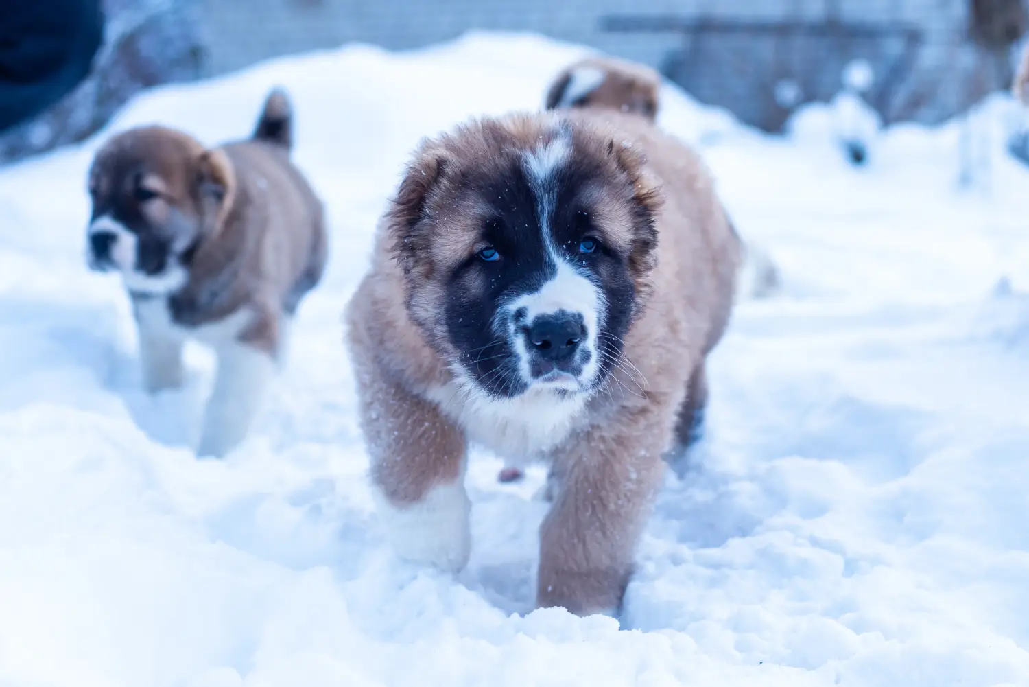 Einen Mittelasiatischen Schäferhund Welpen zu kaufen, bedeutet Verantwortung zu übernehmen! Mittelasiatischer Schäferhund Welpen kaufen.