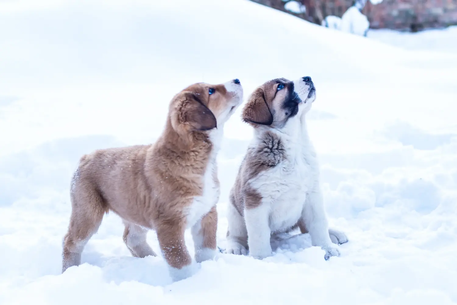 Einen Mittelasiatischen Schäferhund Welpen zu kaufen, bedeutet Verantwortung zu übernehmen! Mittelasiatischer Schäferhund Welpen kaufen.
