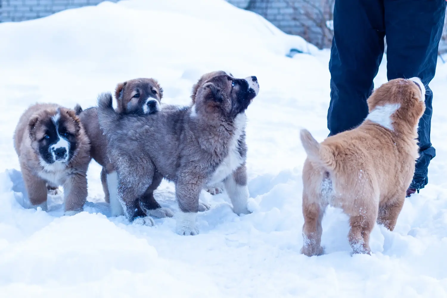 Einen Mittelasiatischen Schäferhund Welpen zu kaufen, bedeutet Verantwortung zu übernehmen! Mittelasiatischer Schäferhund Welpen kaufen.
