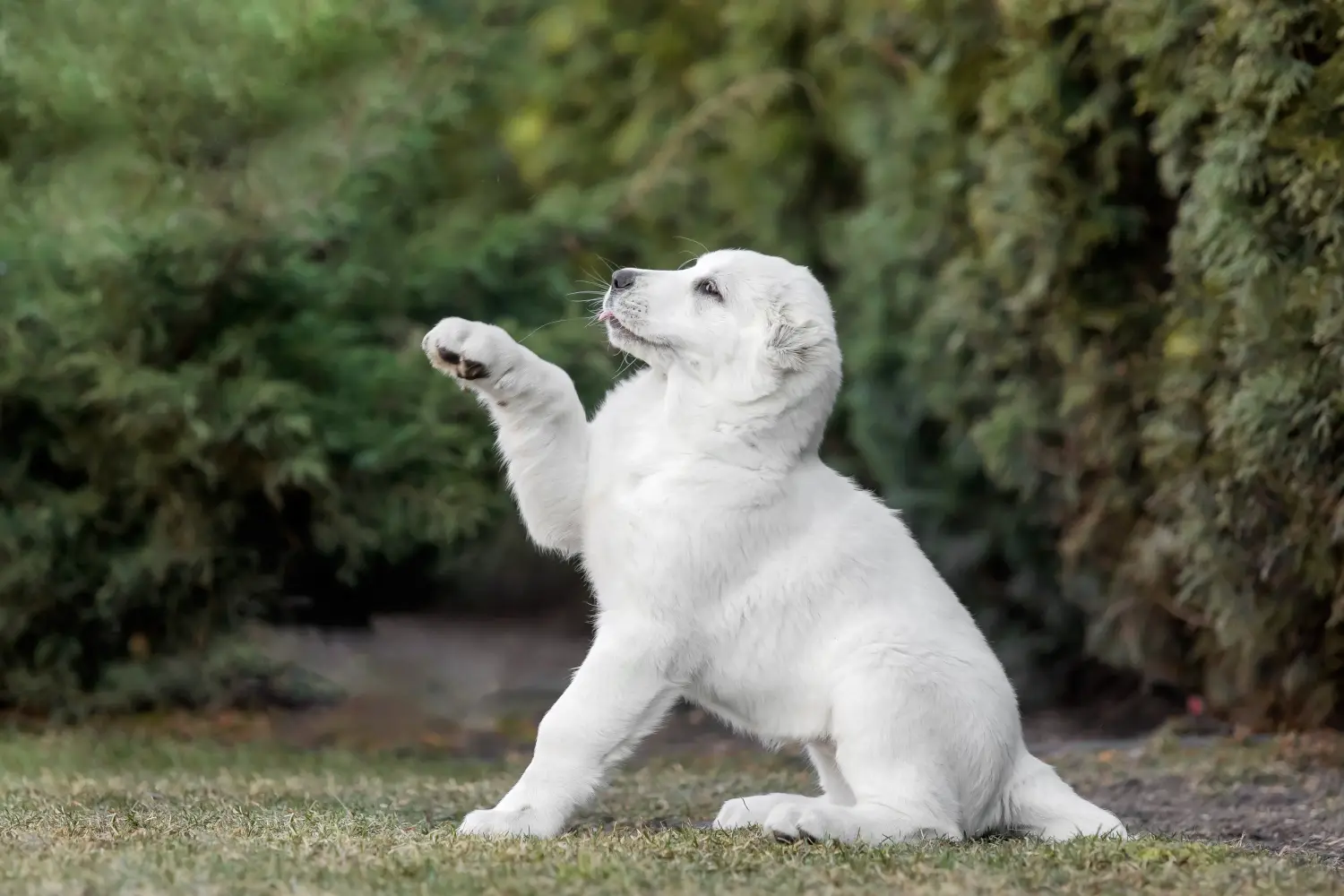 Einen Mittelasiatischen Schäferhund Welpen zu kaufen, bedeutet Verantwortung zu übernehmen! Mittelasiatischer Schäferhund Welpen kaufen.
