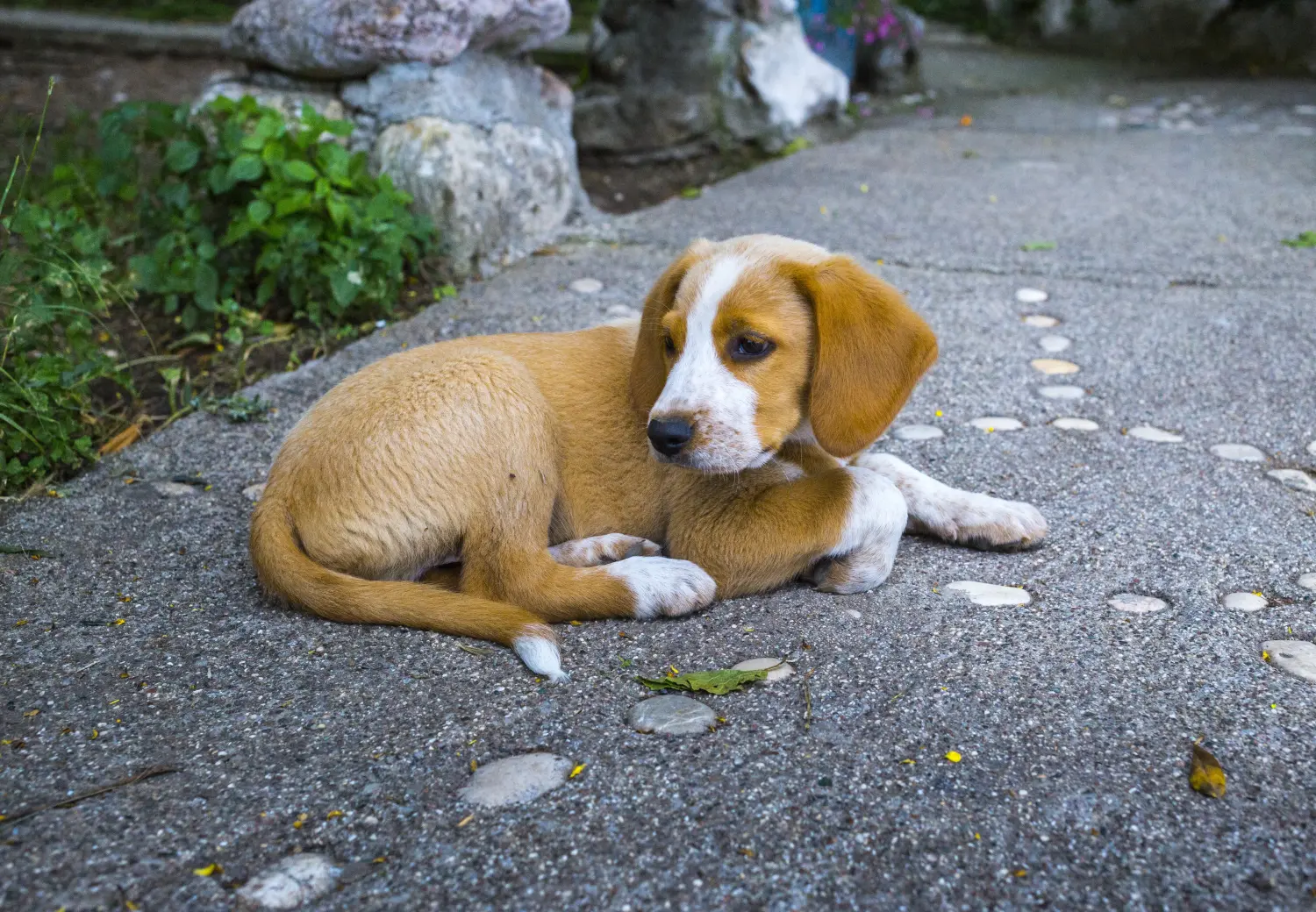 Einen Österreichischen Pinscher Welpen zu kaufen, bedeutet Verantwortung zu übernehmen! Österreichischer Pinscher Welpen kaufen.