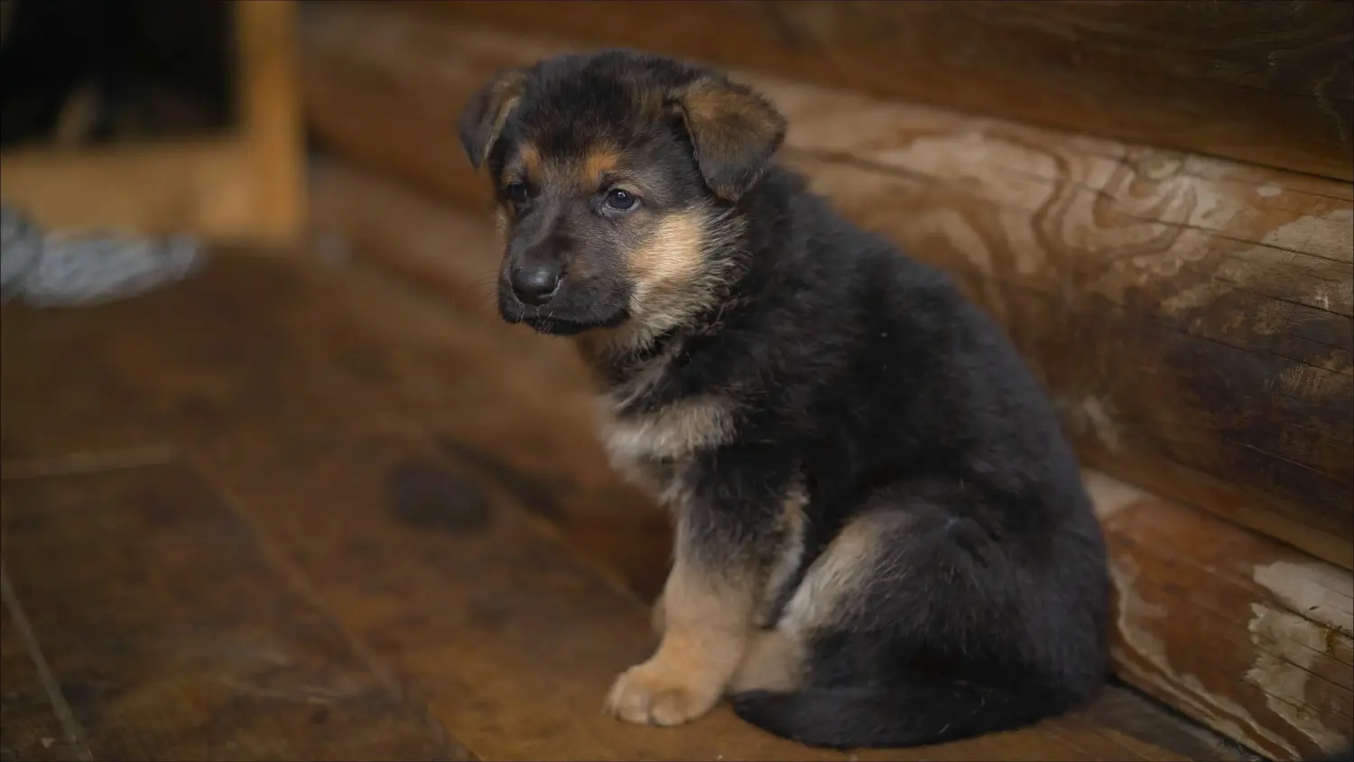 Einen Osteuropäischen Schäferhund Welpen zu kaufen, bedeutet Verantwortung zu übernehmen! Osteuropäischer Schäferhund Welpen kaufen.