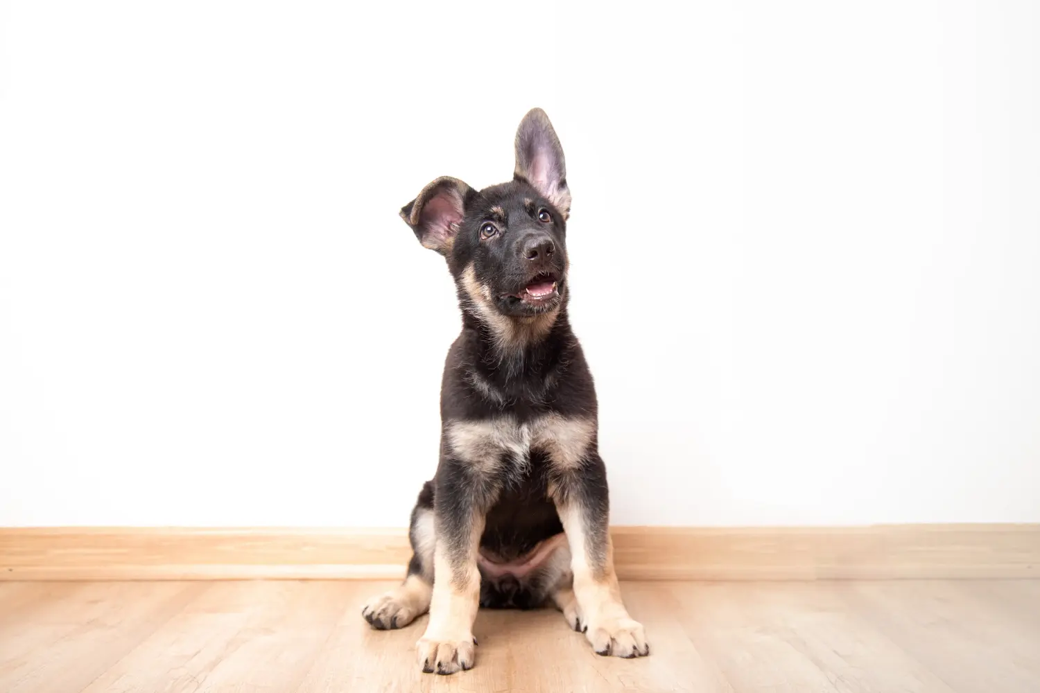 Einen Osteuropäischer Schäferhund Welpen zu kaufen, bedeutet Verantwortung zu übernehmen! Osteuropäischer Schäferhund Welpen kaufen.