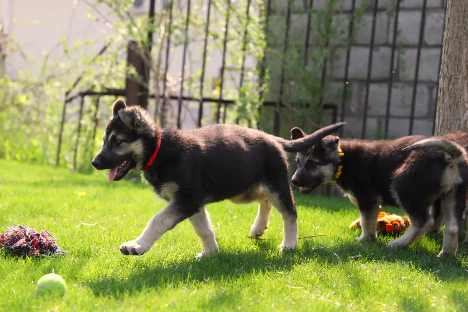 Einen Osteuropäischen Schäferhund Welpen zu kaufen, bedeutet Verantwortung zu übernehmen! Osteuropäischer Schäferhund Welpen kaufen.