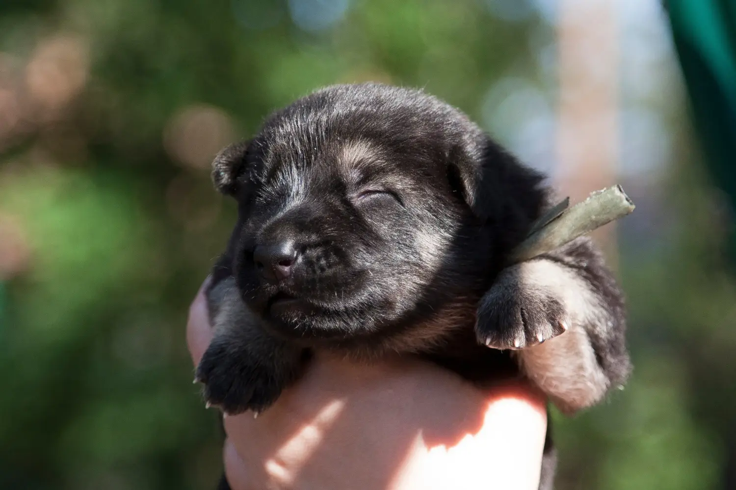 Einen Osteuropäischen Schäferhund Welpen zu kaufen, bedeutet Verantwortung zu übernehmen! Osteuropäischer Schäferhund Welpen kaufen.