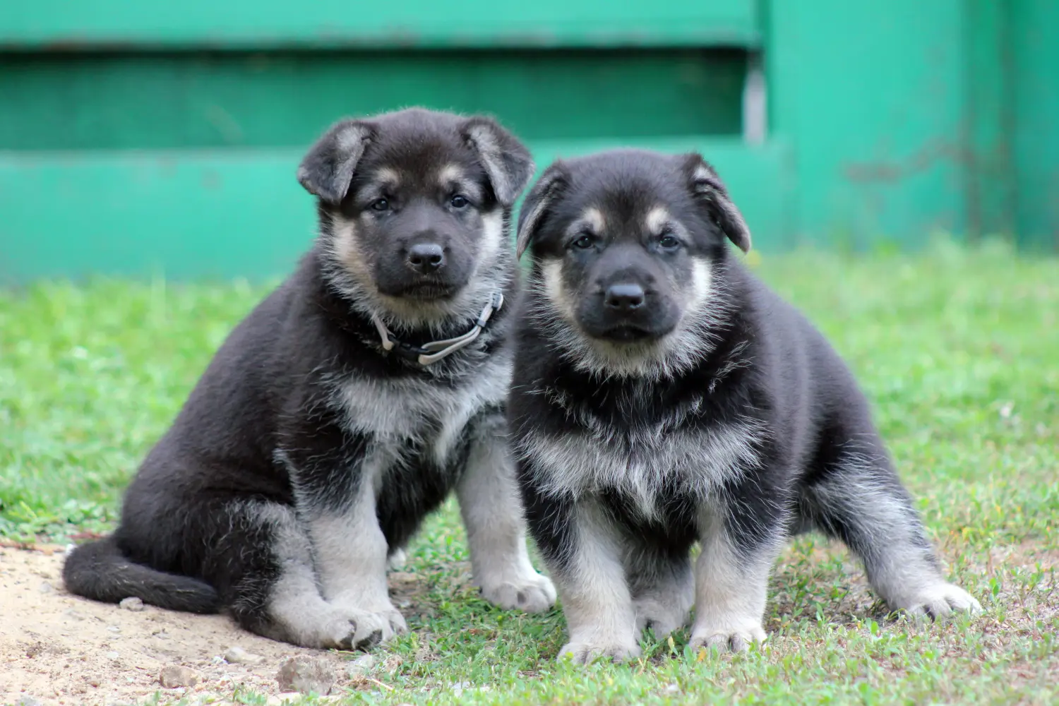 Einen Osteuropäischen Schäferhund Welpen zu kaufen, bedeutet Verantwortung zu übernehmen! Osteuropäischer Schäferhund Welpen kaufen.