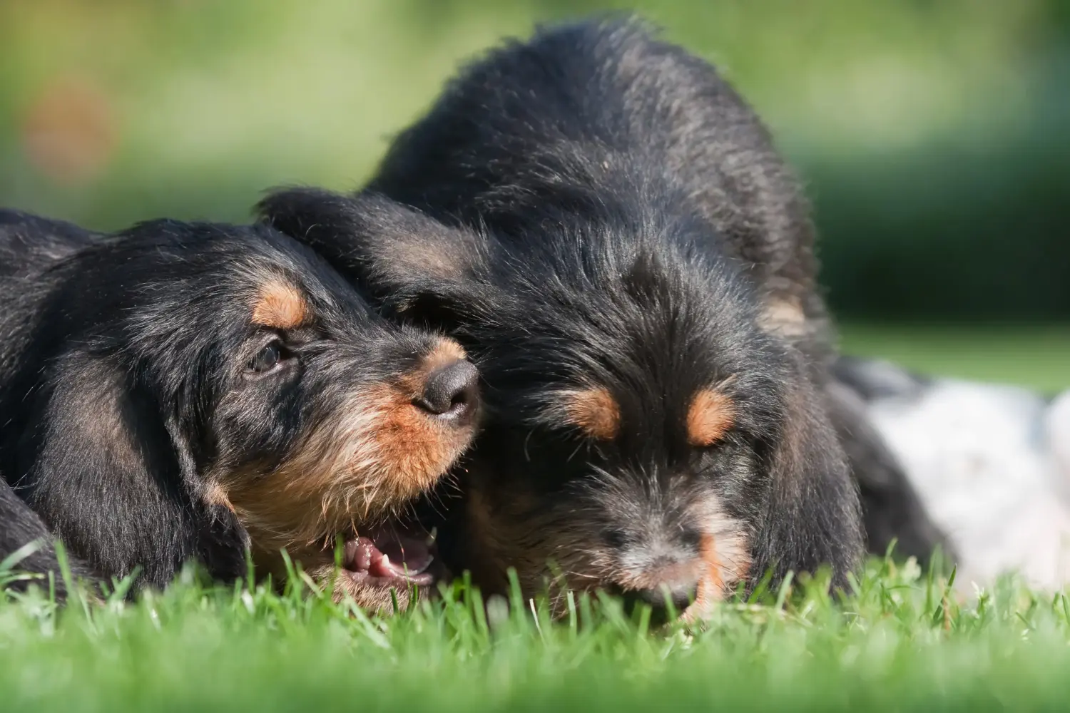Einen Otterhund Welpen zu kaufen, bedeutet Verantwortung zu übernehmen! Otterhund Welpen kaufen.