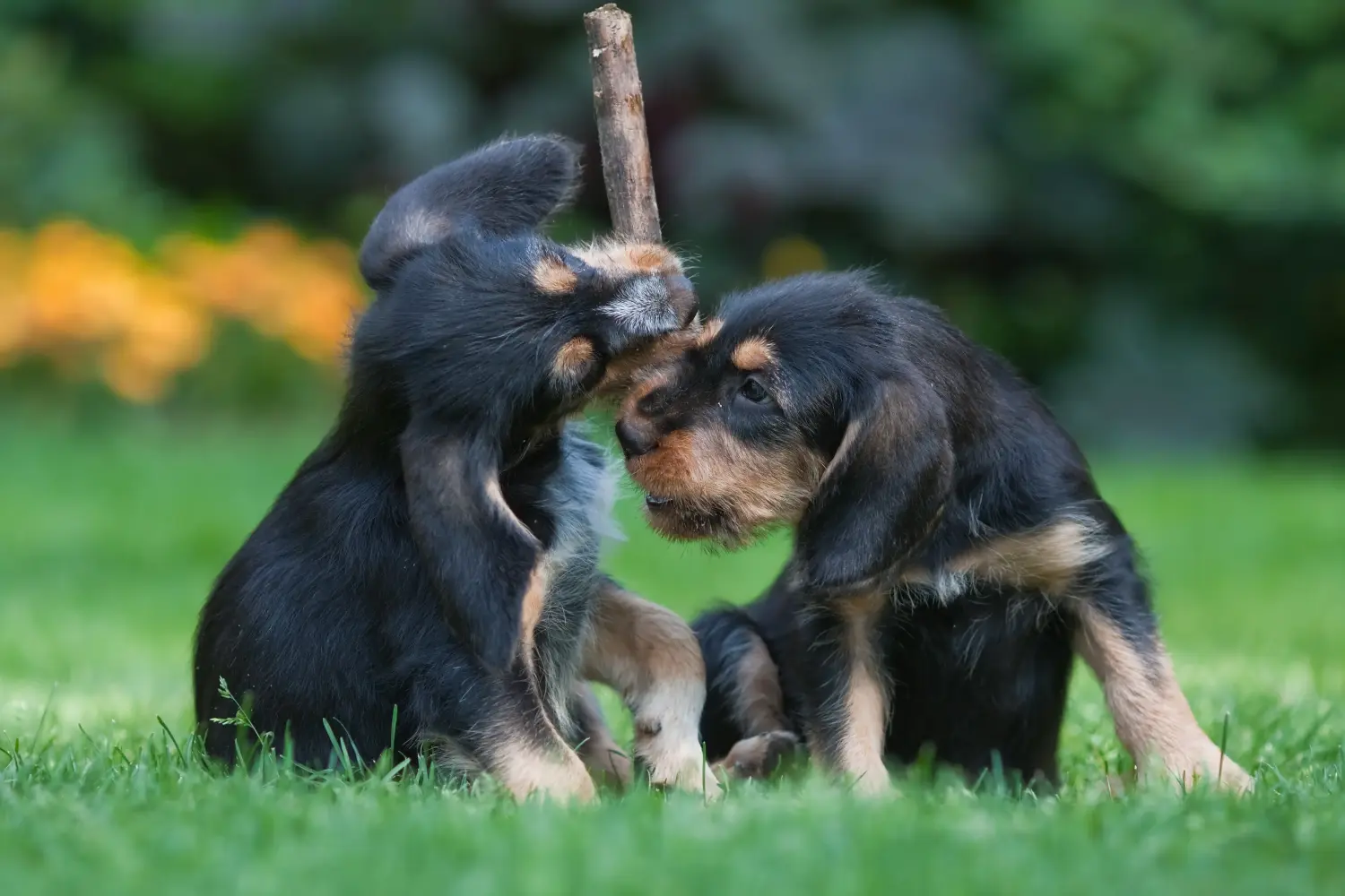 Einen Otterhund Welpen zu kaufen, bedeutet Verantwortung zu übernehmen! Otterhund Welpen kaufen.