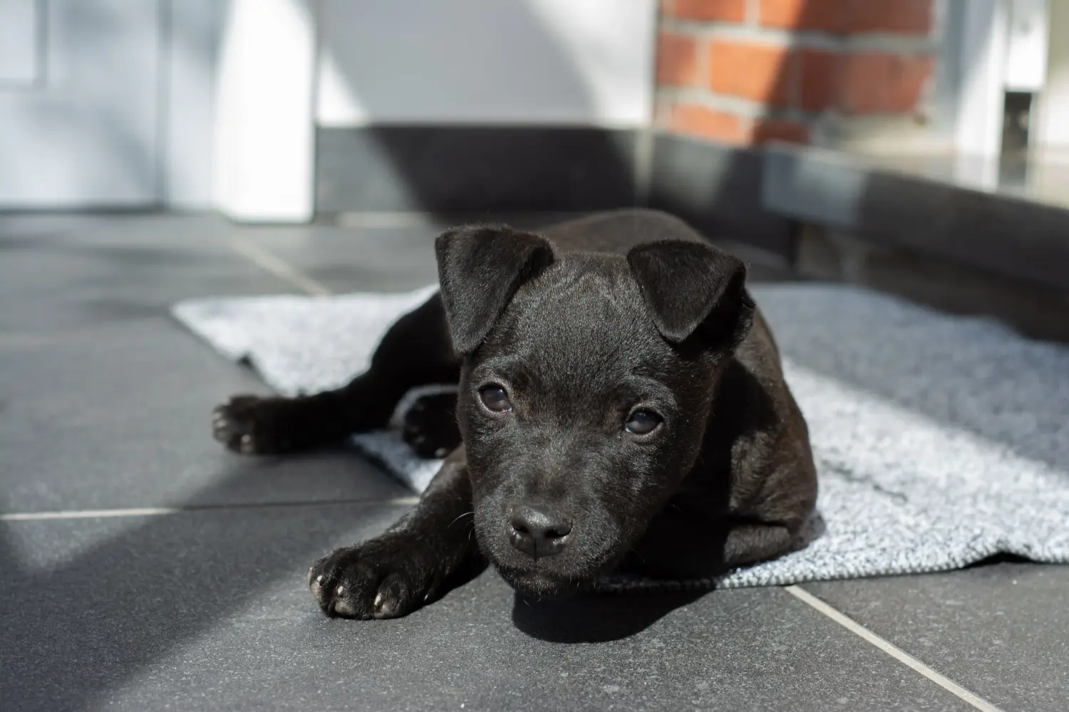 Einen Patterdale Terrier Welpen zu kaufen, bedeutet Verantwortung zu übernehmen! Patterdale Terrier Welpen kaufen.