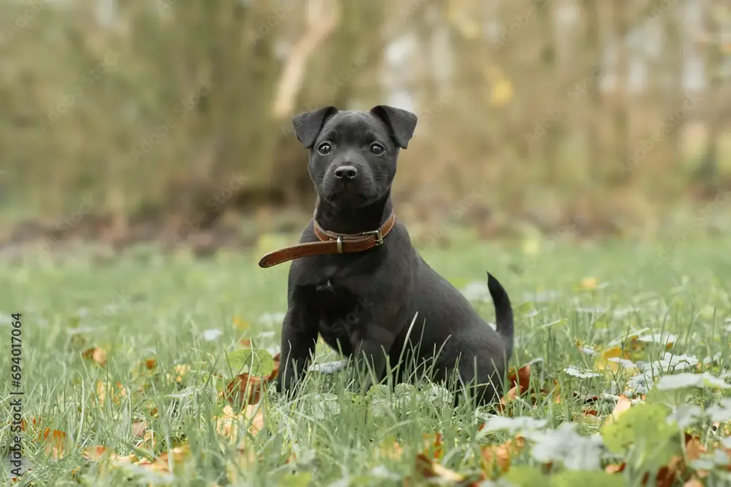 Einen Patterdale Terrier Welpen zu kaufen, bedeutet Verantwortung zu übernehmen! Patterdale Terrier Welpen kaufen.