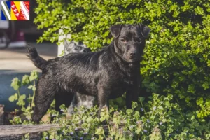Mehr über den Artikel erfahren Patterdale Terrier Züchter und Welpen in Grand Est