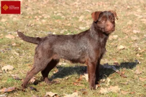 Mehr über den Artikel erfahren Patterdale Terrier Züchter und Welpen in Okzitanien
