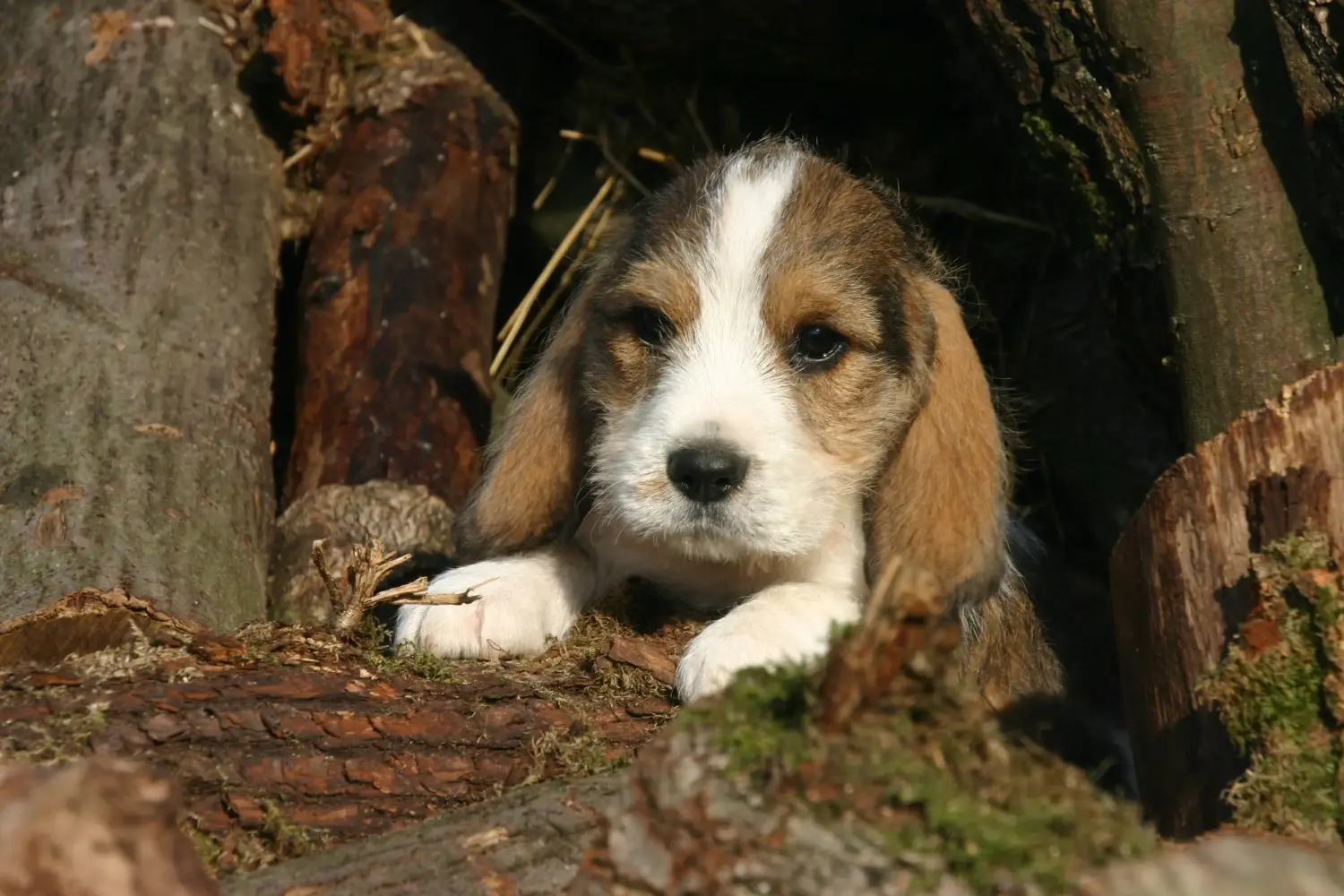 Einen Petit Basset Griffon Vendéen Welpen zu kaufen, bedeutet Verantwortung zu übernehmen! Petit Basset Griffon Vendéen Welpen kaufen.