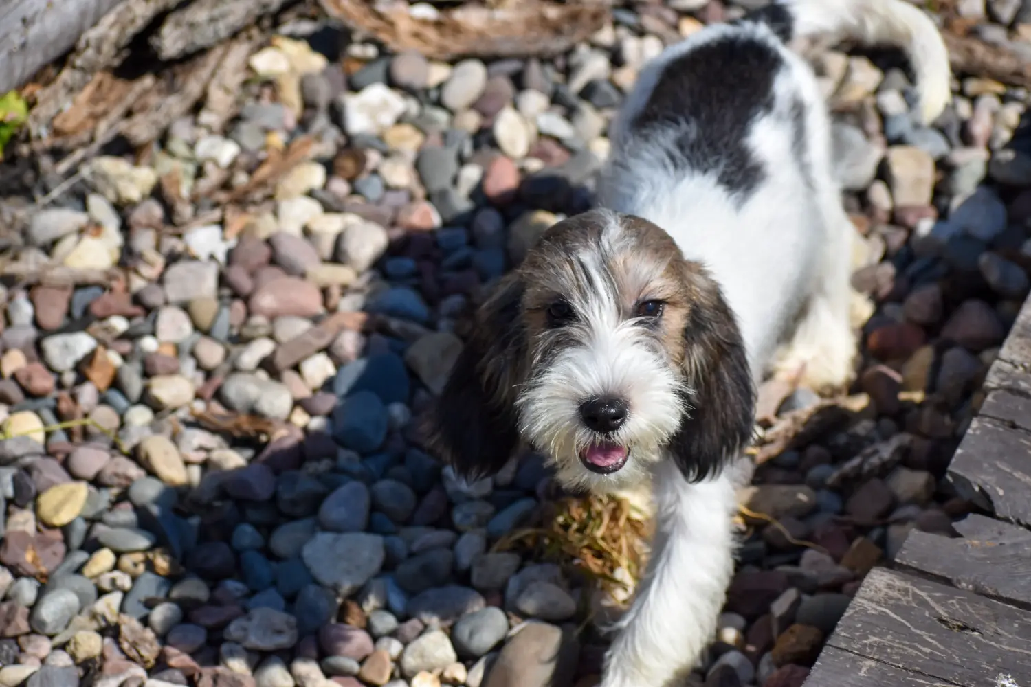Einen Petit Basset Griffon Vendéen Welpen zu kaufen, bedeutet Verantwortung zu übernehmen! Petit Basset Griffon Vendéen Welpen kaufen.