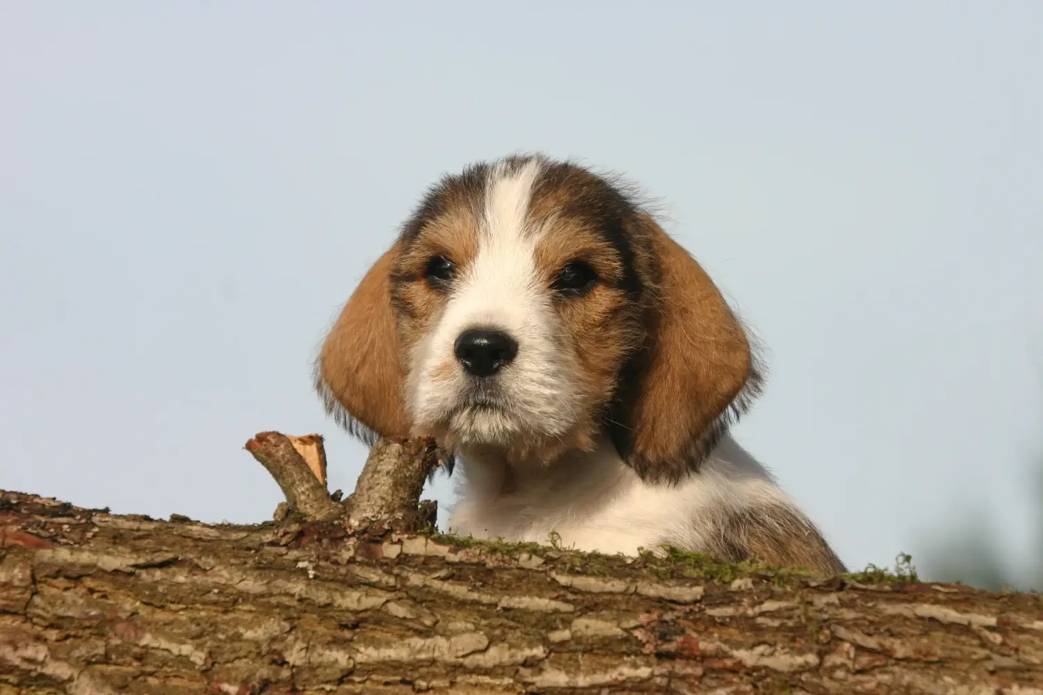 Einen Petit Basset Griffon Vendéen Welpen zu kaufen, bedeutet Verantwortung zu übernehmen! Petit Basset Griffon Vendéen Welpen kaufen.