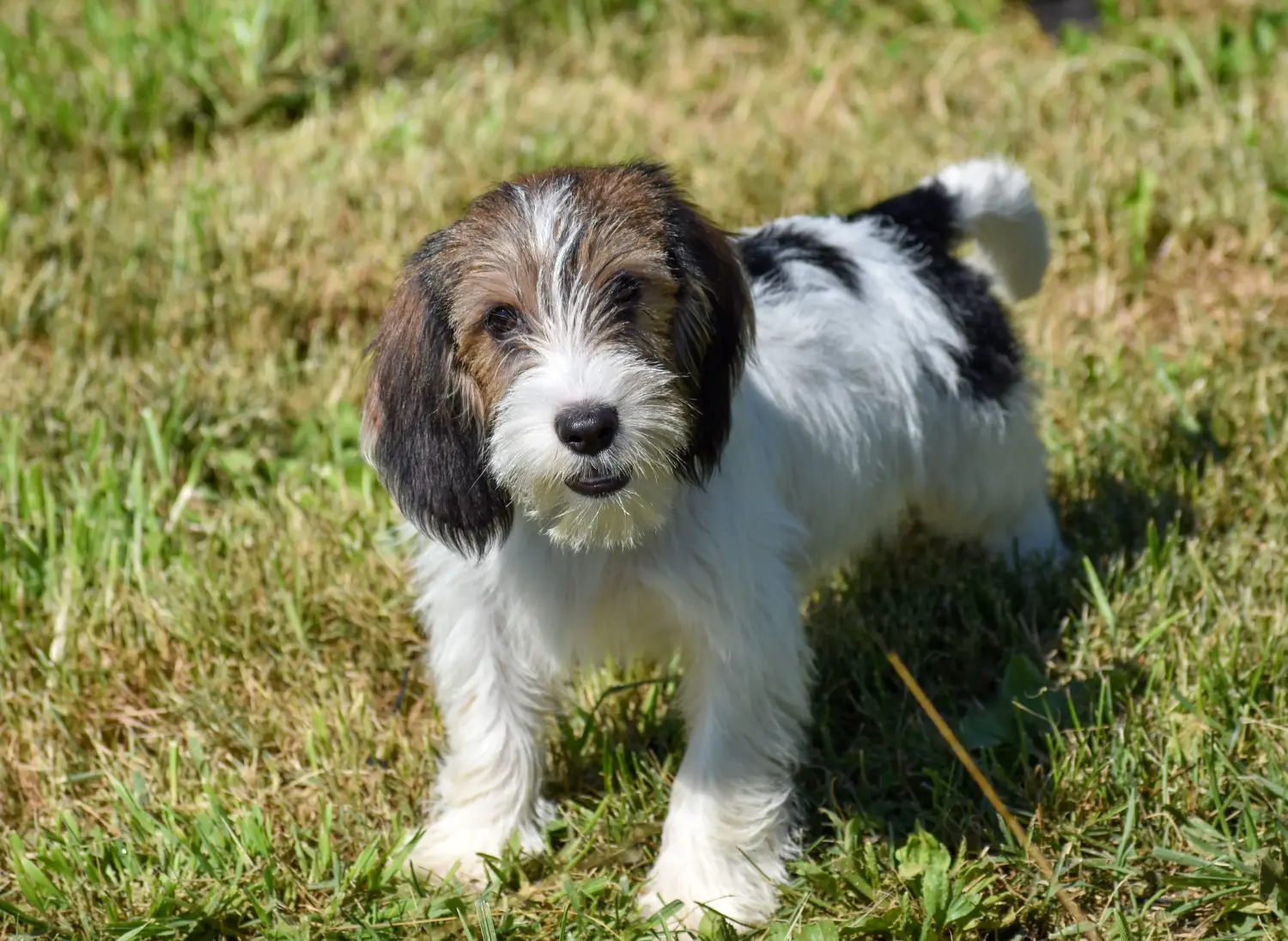 Einen Petit Basset Griffon Vendéen Welpen zu kaufen, bedeutet Verantwortung zu übernehmen! Petit Basset Griffon Vendéen Welpen kaufen.