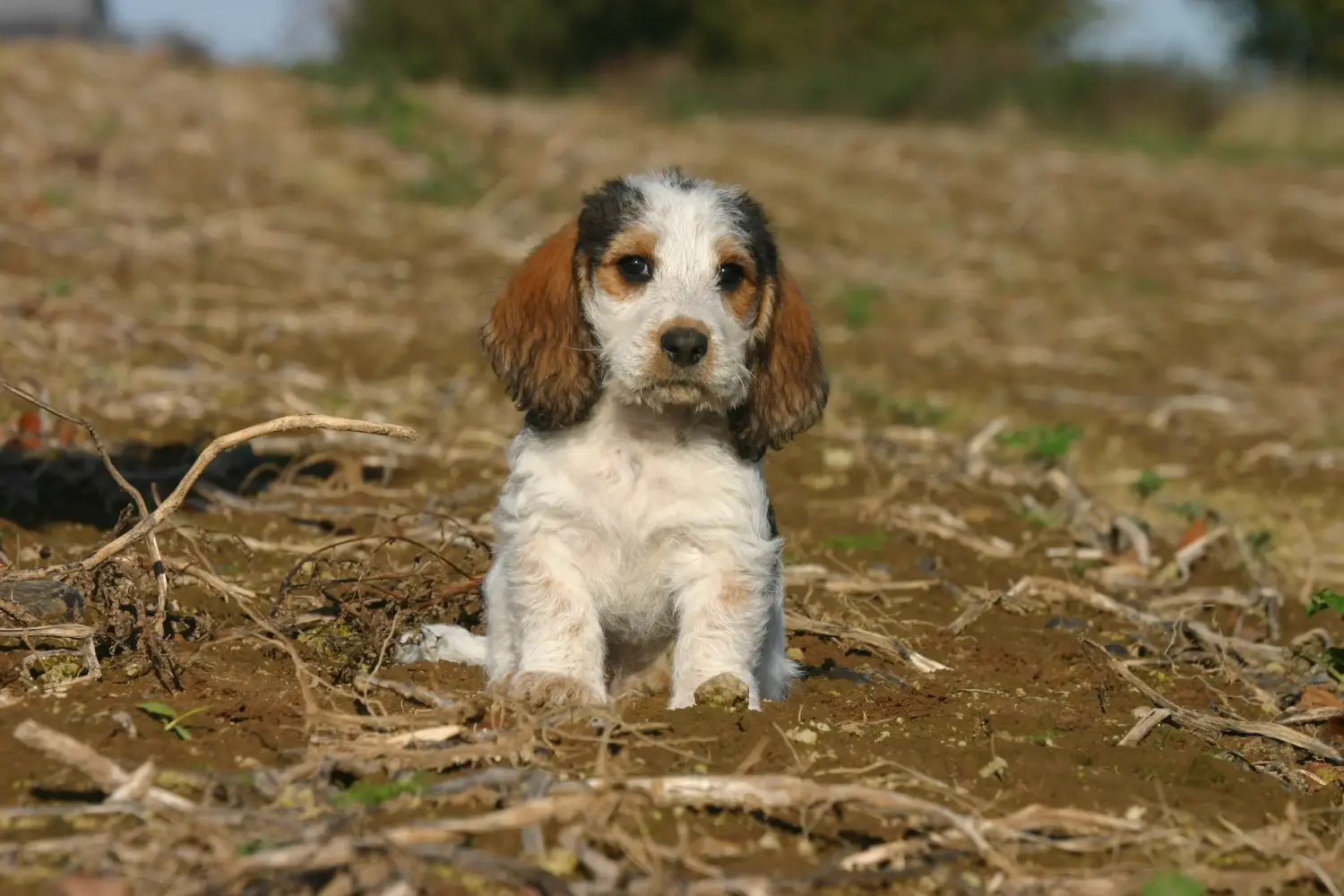 Einen Petit Basset Griffon Vendéen Welpen zu kaufen, bedeutet Verantwortung zu übernehmen! Petit Basset Griffon Vendéen Welpen kaufen.