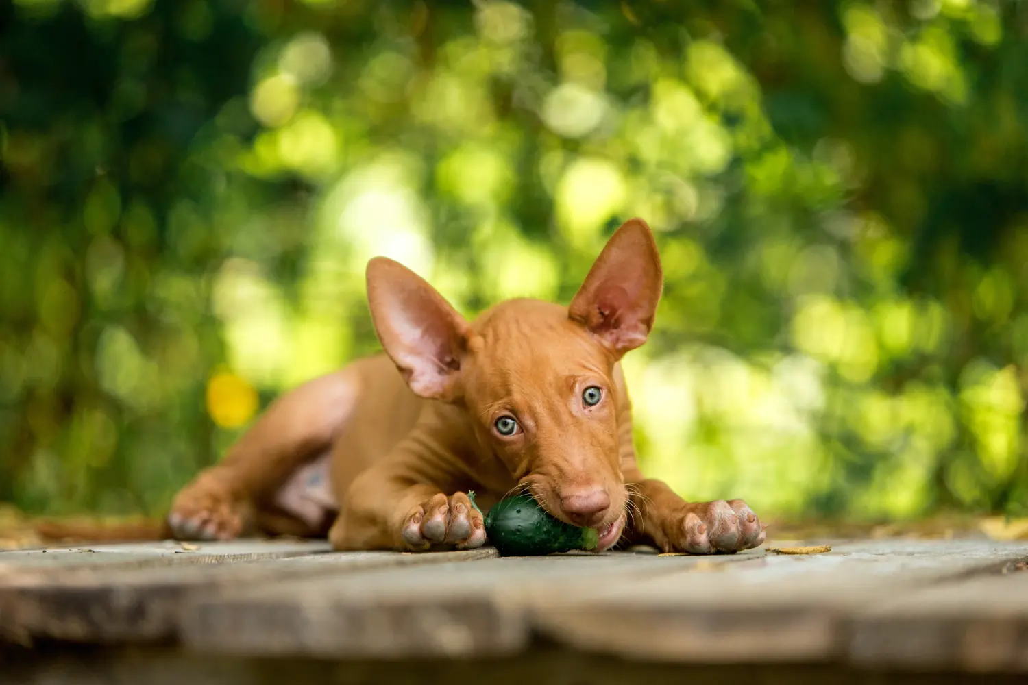 Einen Pharaonenhund Welpen zu kaufen, bedeutet Verantwortung zu übernehmen! Pharaonenhund Welpen kaufen.