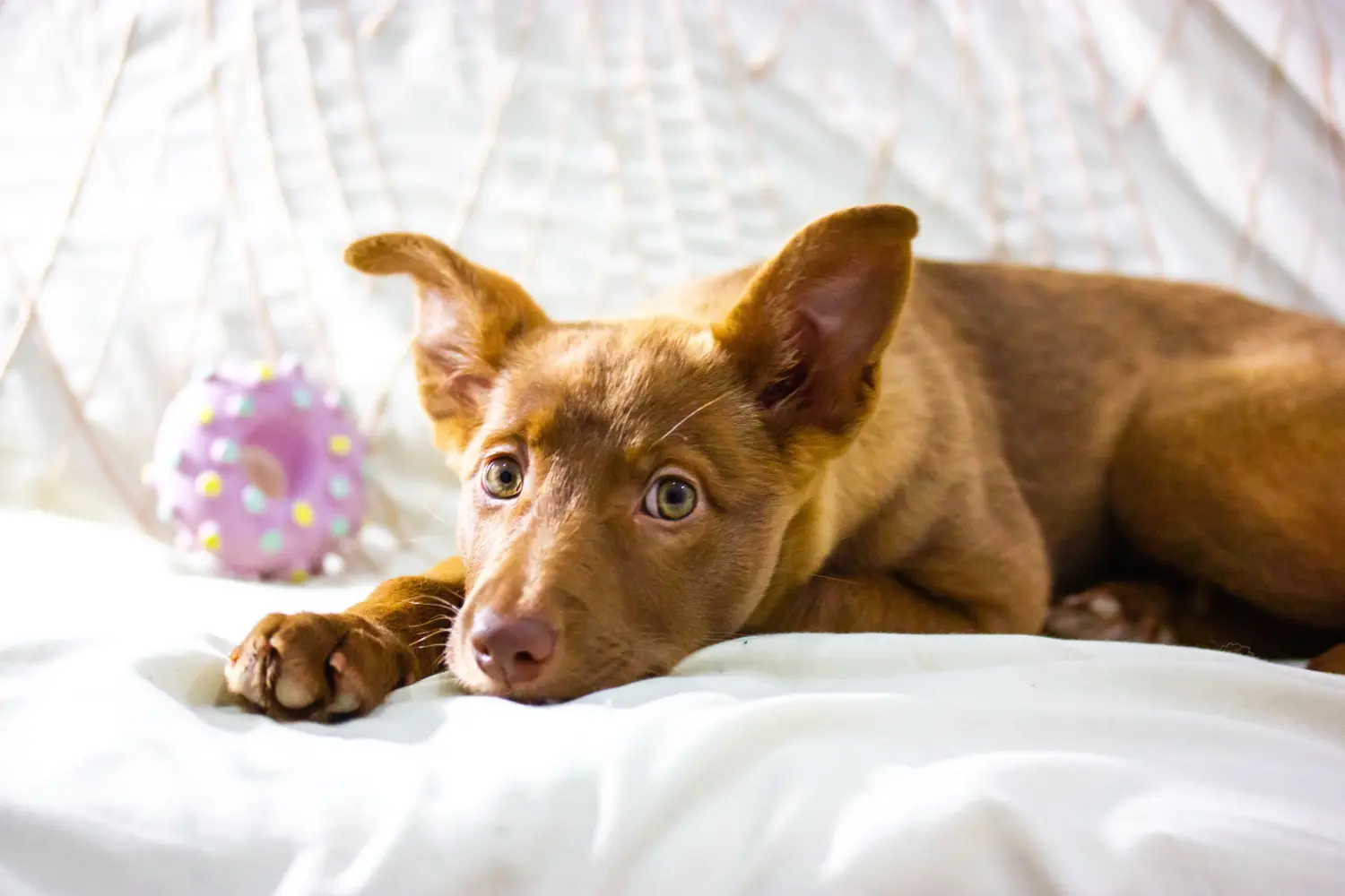 Einen Podenco Welpen zu kaufen, bedeutet Verantwortung zu übernehmen! Podenco Welpen kaufen.
