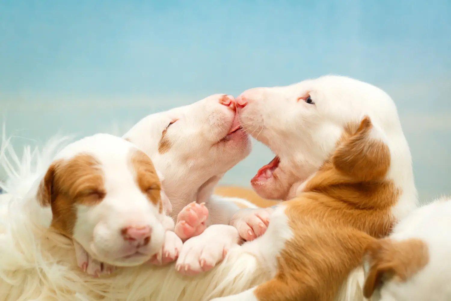 Einen Podenco Welpen zu kaufen, bedeutet Verantwortung zu übernehmen! Podenco Welpen kaufen.
