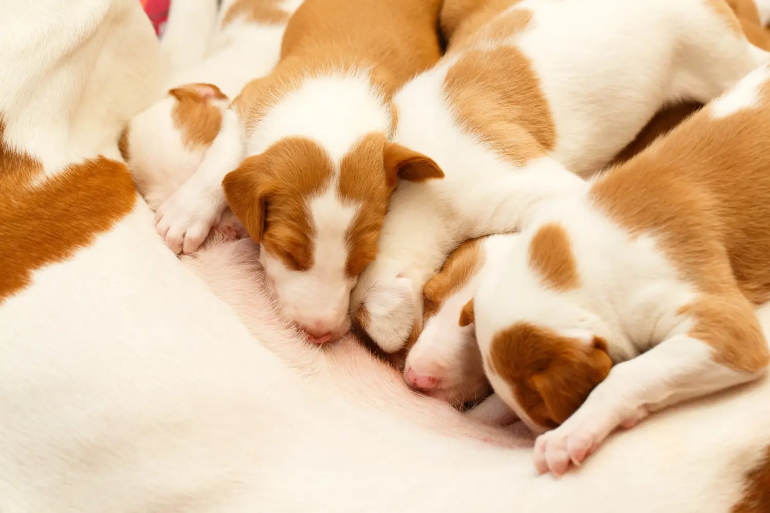 Einen Podenco Welpen zu kaufen, bedeutet Verantwortung zu übernehmen! Podenco Welpen kaufen.