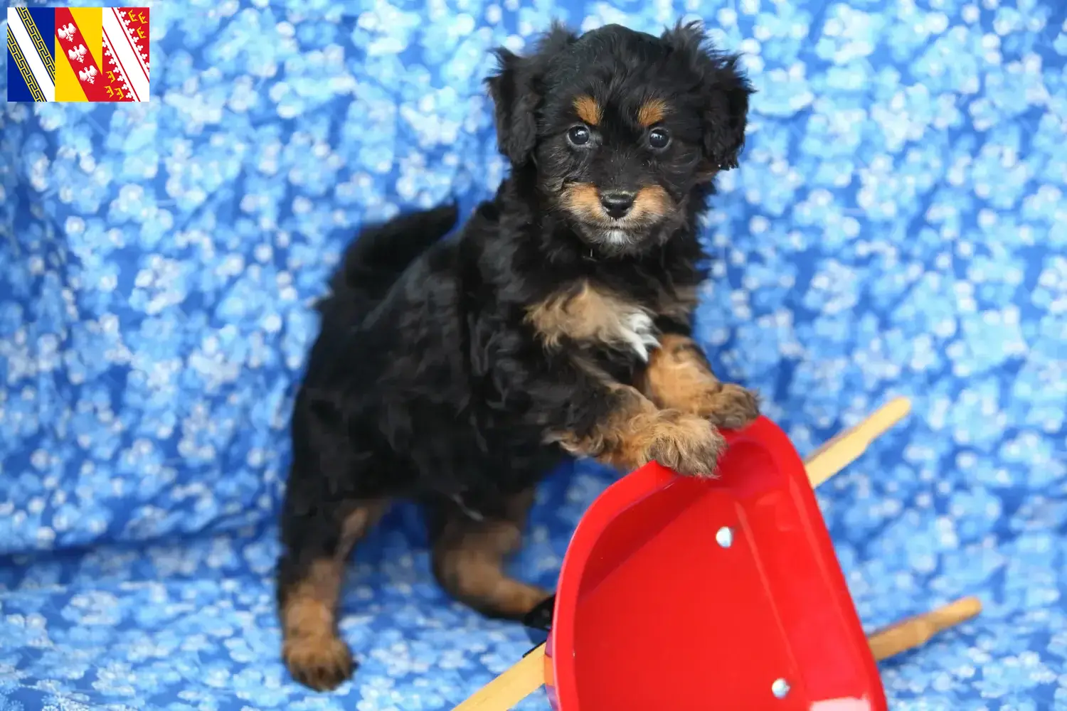 Pomapoo Welpen und Züchter Grand Est Hier findest Du Pomapoos Züchter in Grand Est.