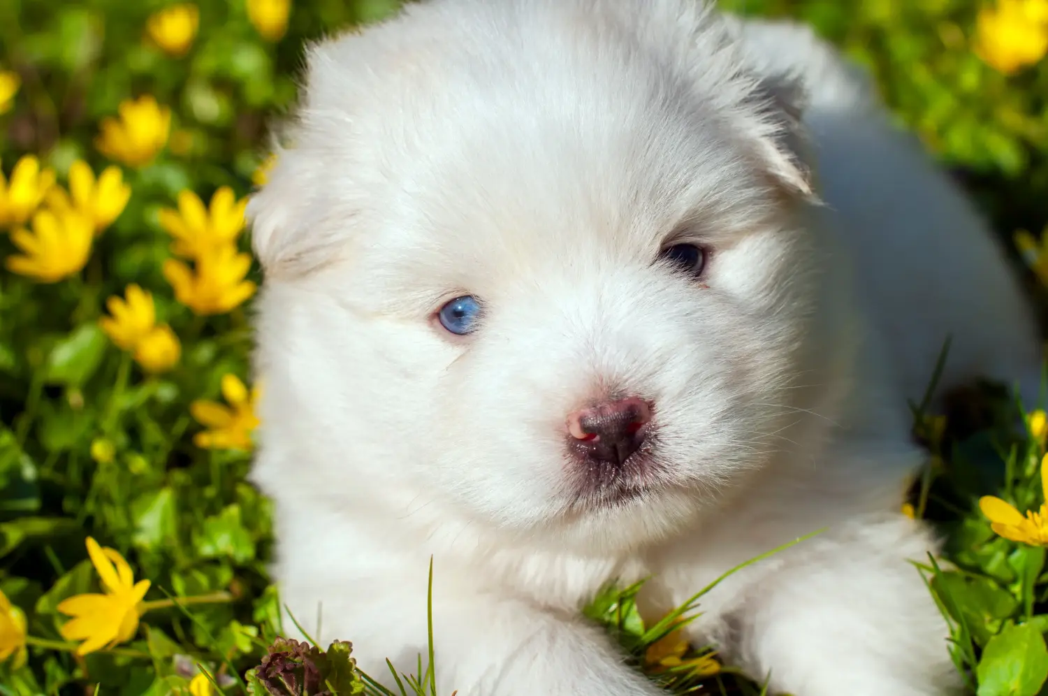 Einen Pomsky Welpen zu kaufen, bedeutet Verantwortung zu übernehmen! Pomsky Welpen kaufen.