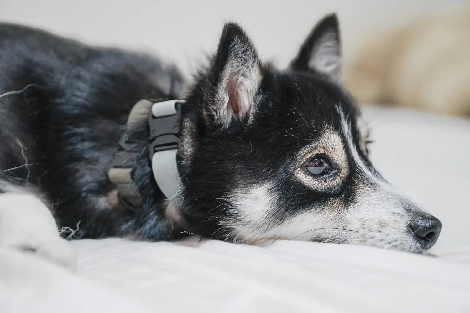 Einen Pomsky Welpen zu kaufen, bedeutet Verantwortung zu übernehmen! Pomsky Welpen kaufen.