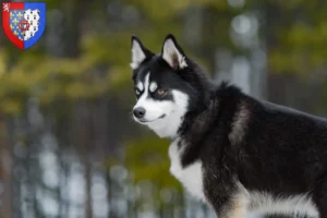 Mehr über den Artikel erfahren Pomsky Züchter und Welpen in Pays de la Loire